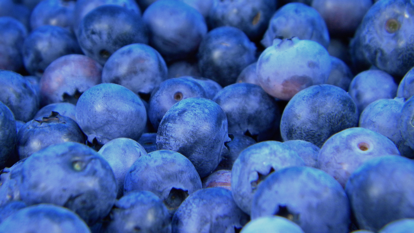 蓝莓, 无核果, 食品, 工厂, 味道 壁纸 1366x768 允许