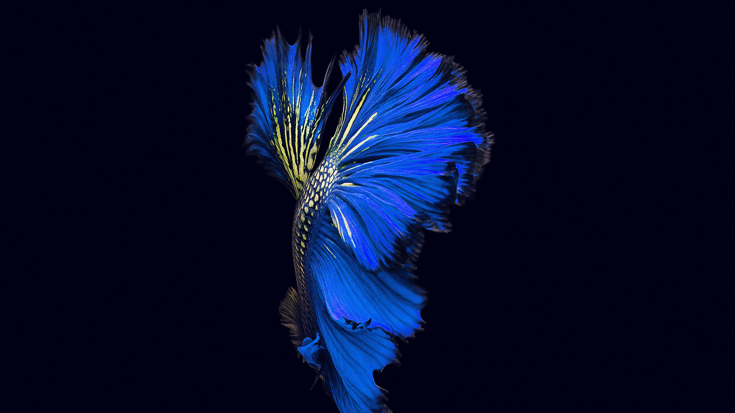 Blaue Und Grüne Federillustration. Wallpaper in 2560x1440 Resolution