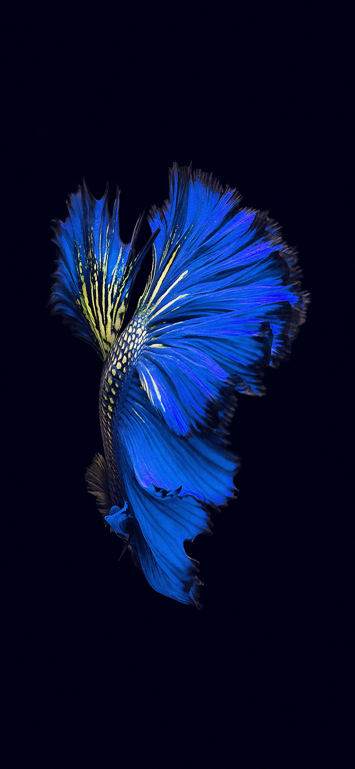 Ilustración de Pluma Azul y Verde. Wallpaper in 1242x2688 Resolution