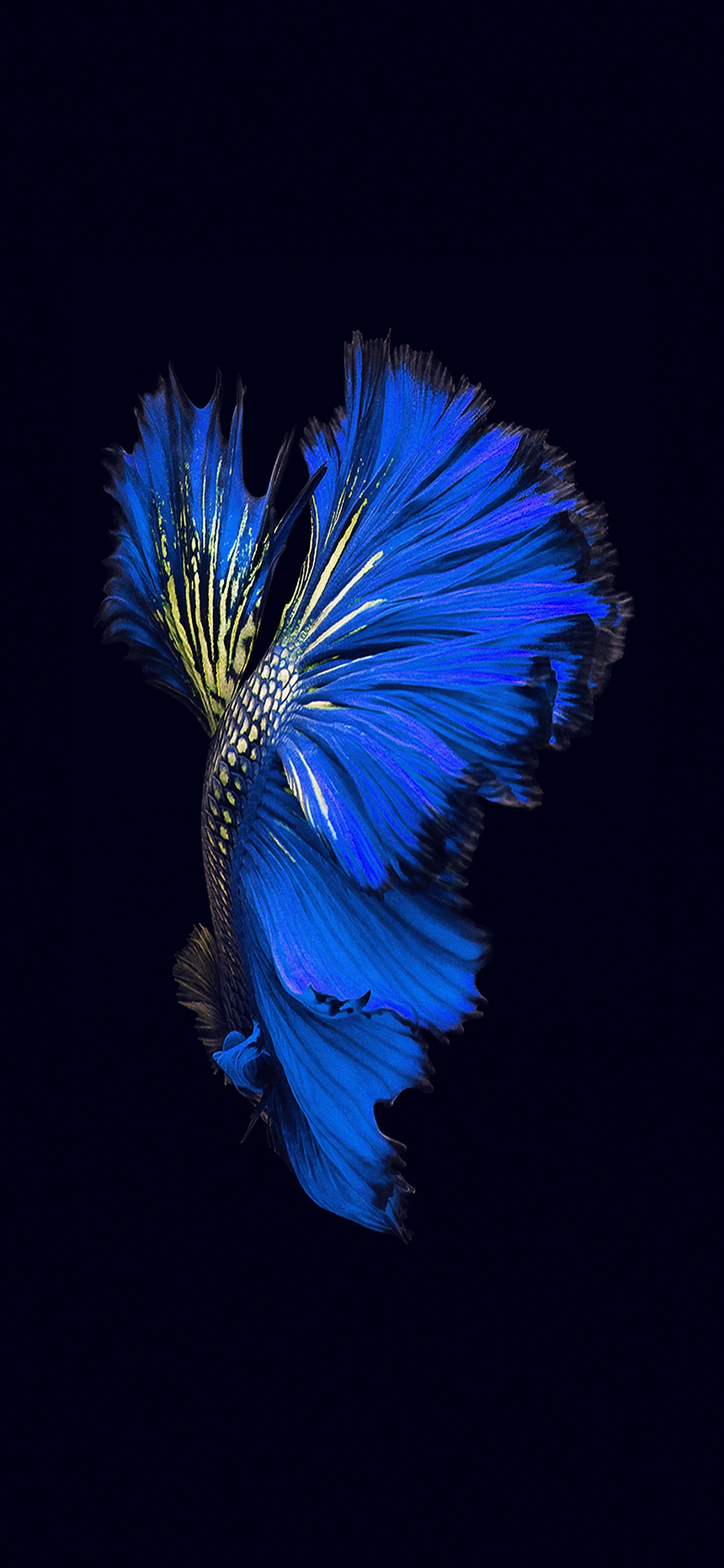 Blue and Green Feather Illustration. Wallpaper in 1125x2436 Resolution