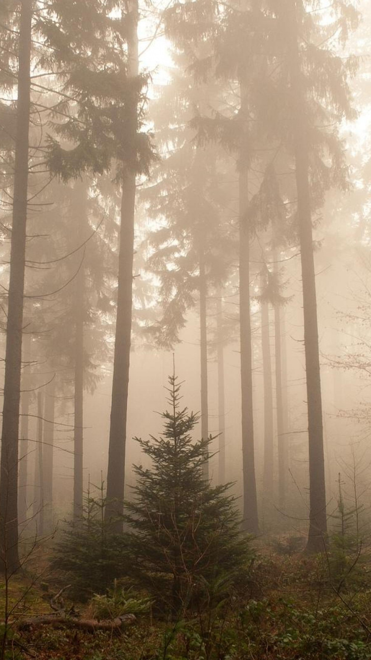 Green Trees on Forest During Daytime. Wallpaper in 750x1334 Resolution