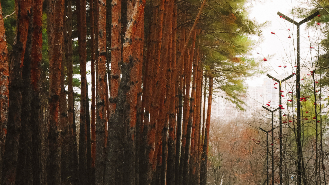 湿地, 自然环境, 自然景观, 木, 橙色 壁纸 1280x720 允许