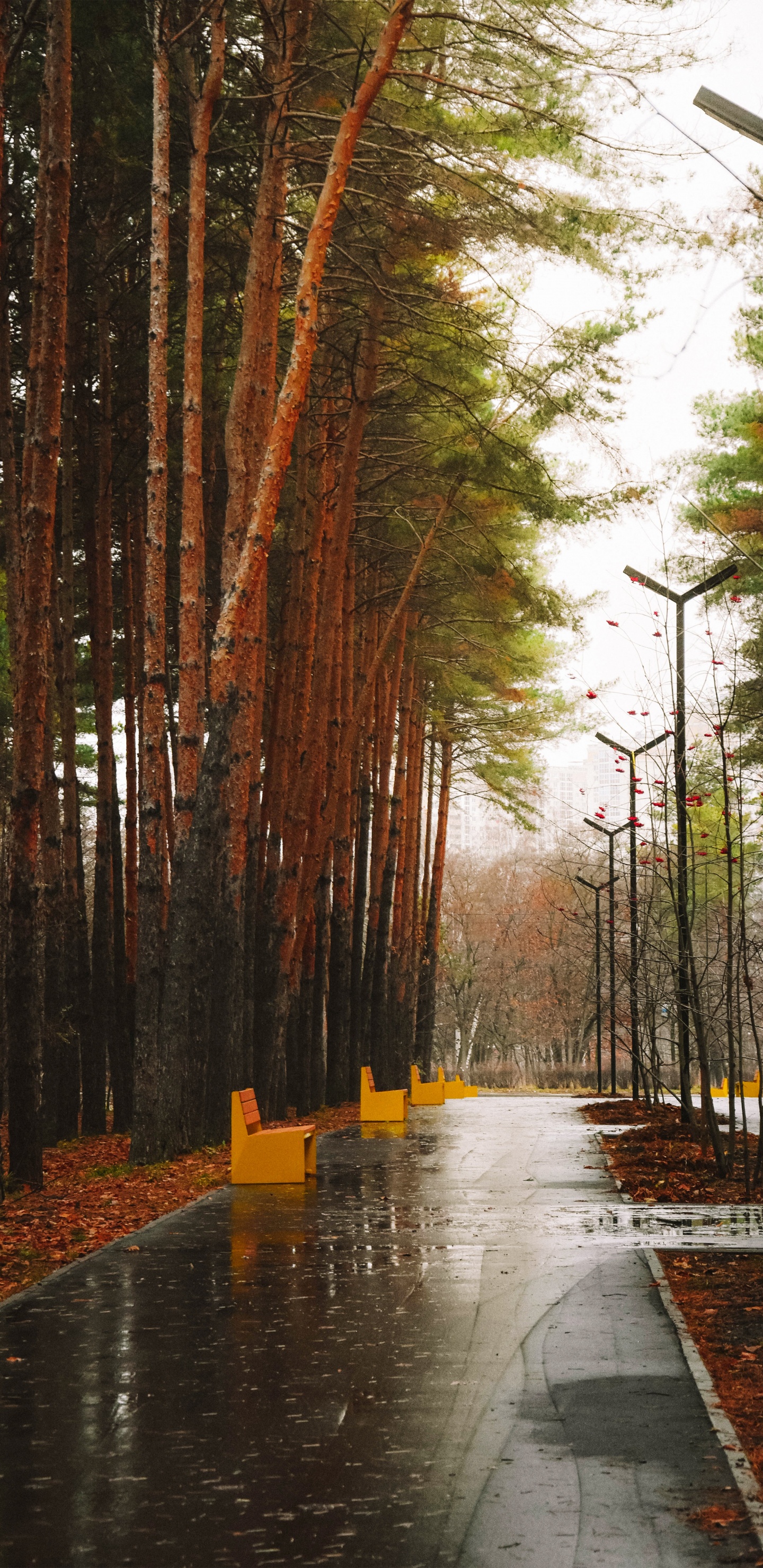 湿地, 自然环境, 自然景观, 木, 橙色 壁纸 1440x2960 允许