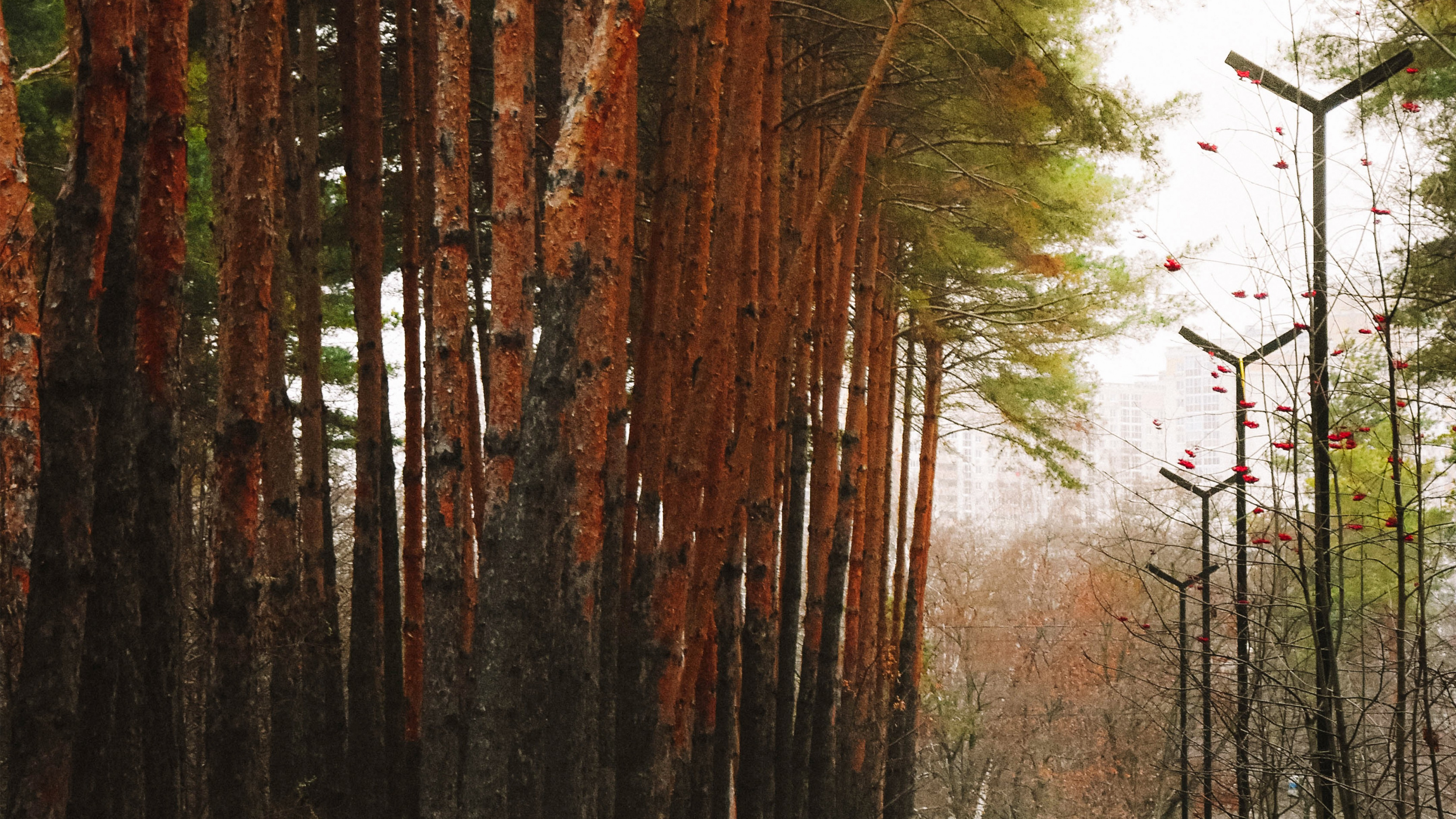 湿地, 自然环境, 自然景观, 木, 橙色 壁纸 3840x2160 允许