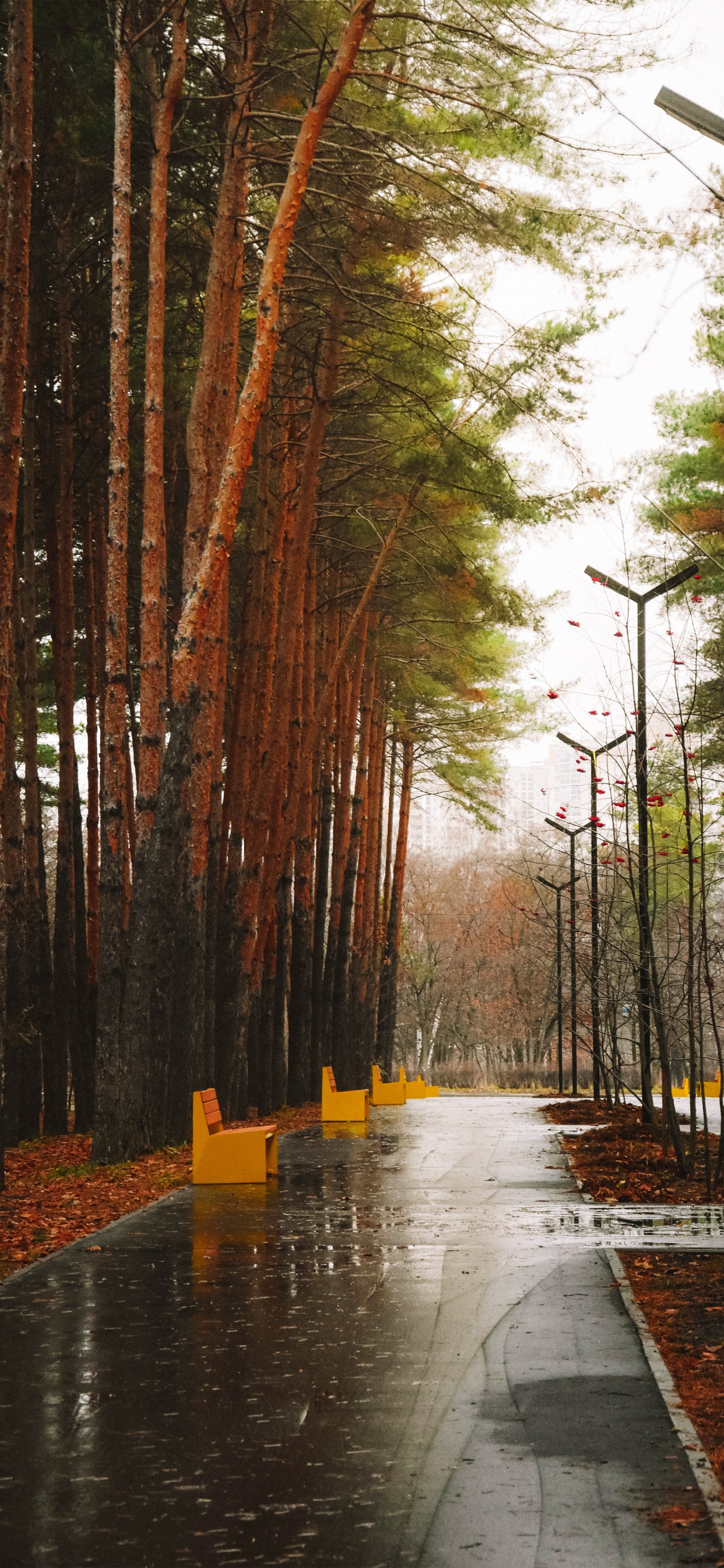 Wasser, Blatt, Bayou, Feuchtgebiet, Natürlichen Umgebung. Wallpaper in 1242x2688 Resolution