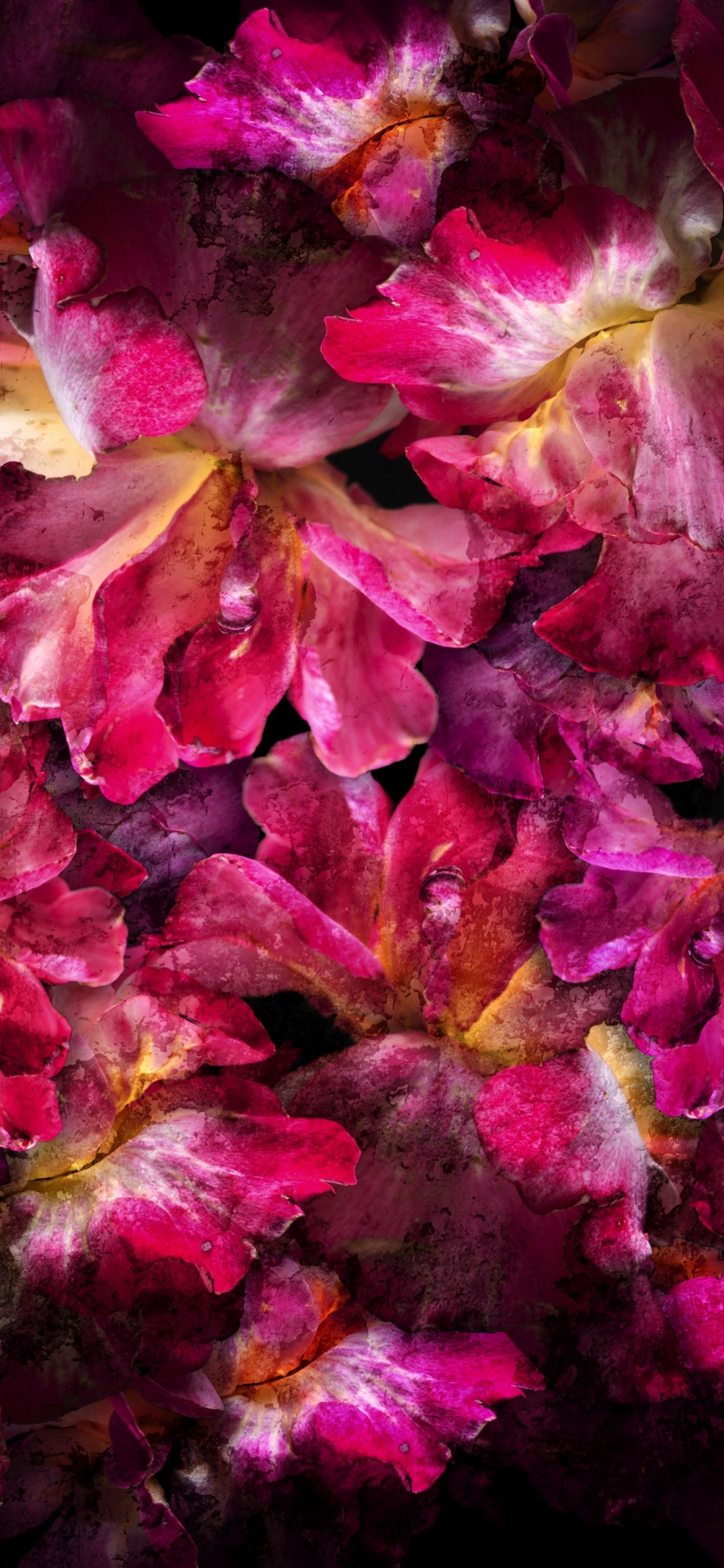 Flower, Plant, Petal, Pink, Magenta. Wallpaper in 1125x2436 Resolution