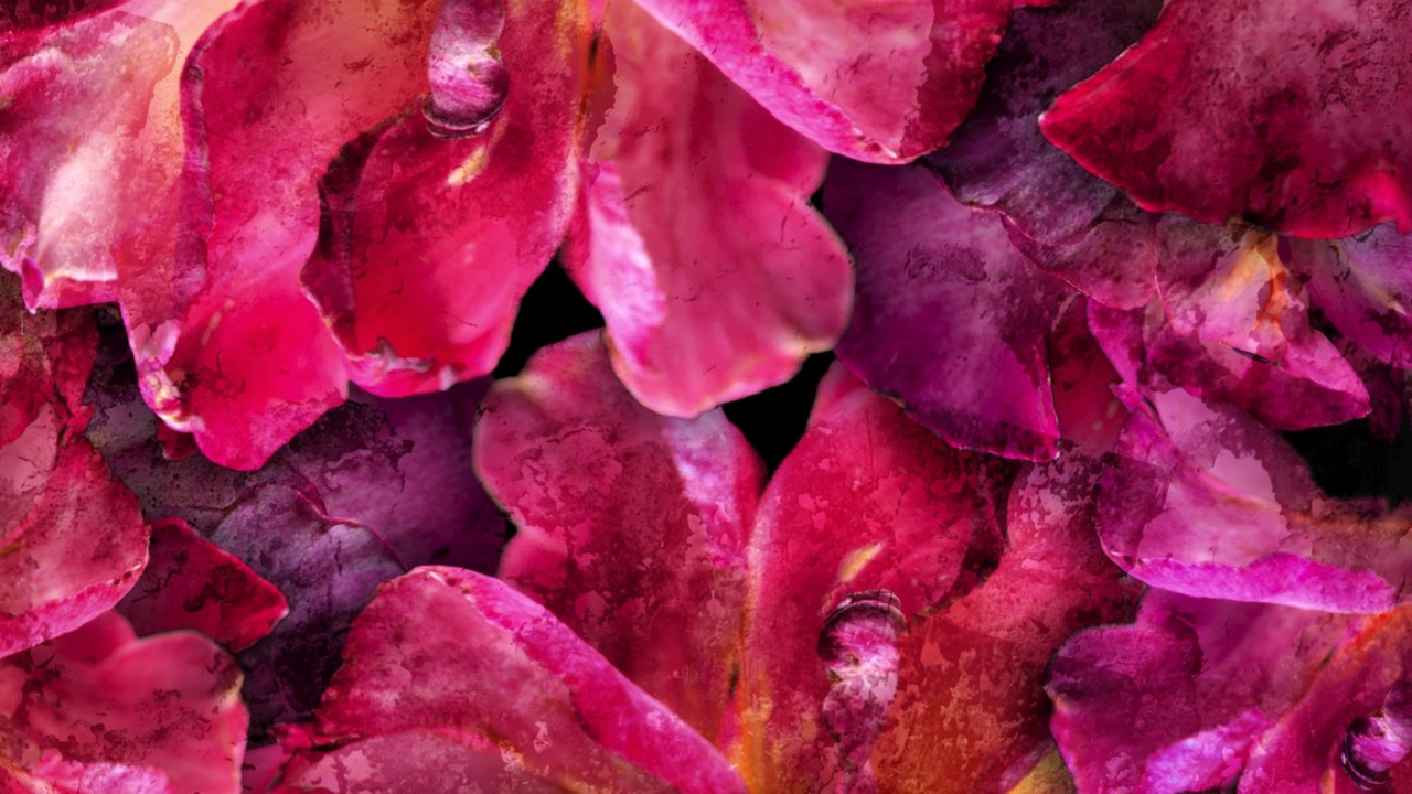 Flower, Plant, Petal, Pink, Magenta. Wallpaper in 1280x720 Resolution