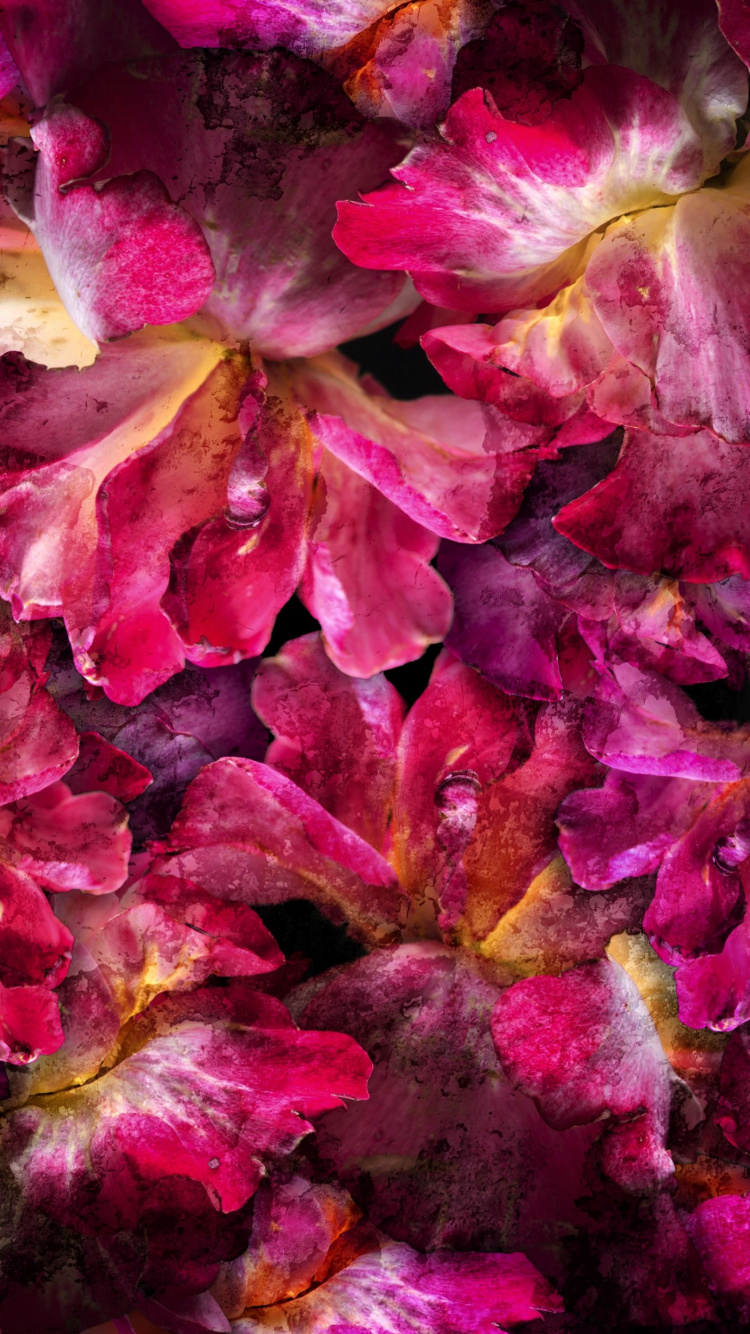 Flower, Plant, Petal, Pink, Magenta. Wallpaper in 750x1334 Resolution