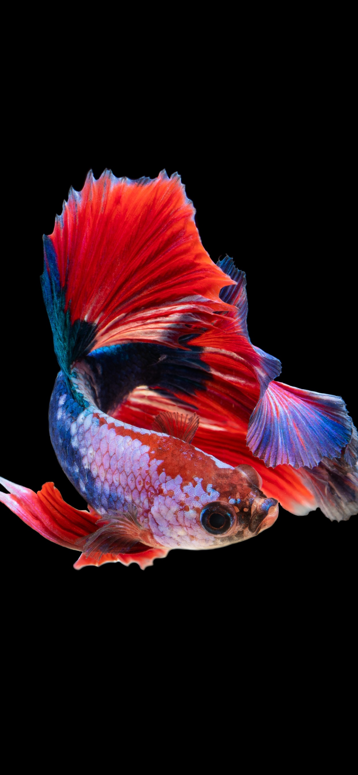 Illustration de Poisson Bleu et Rouge. Wallpaper in 1242x2688 Resolution