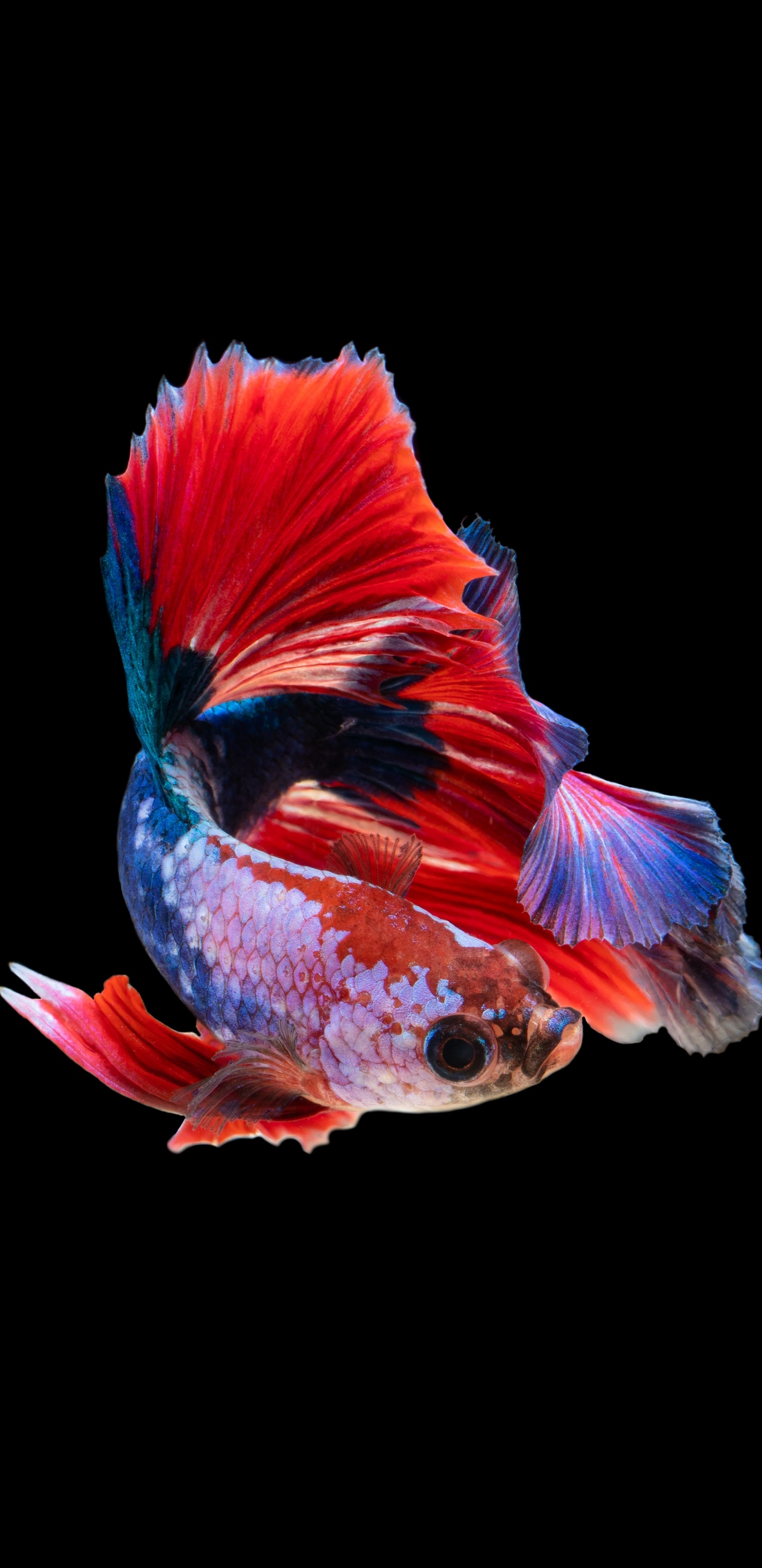 Illustration de Poisson Bleu et Rouge. Wallpaper in 1440x2960 Resolution