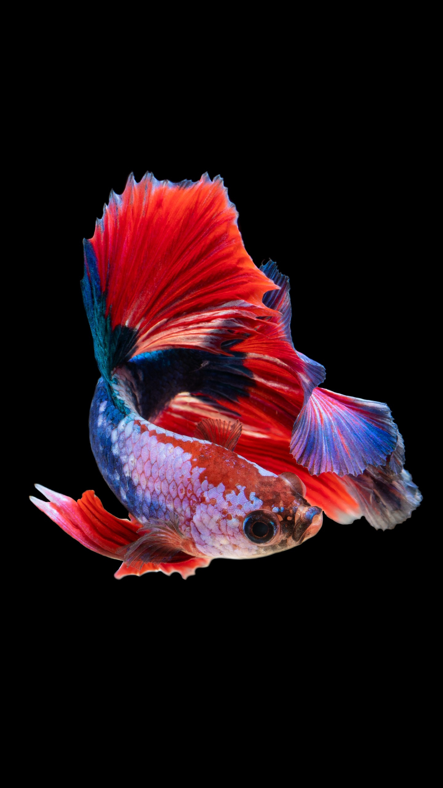 Blue and Red Fish Illustration. Wallpaper in 1440x2560 Resolution
