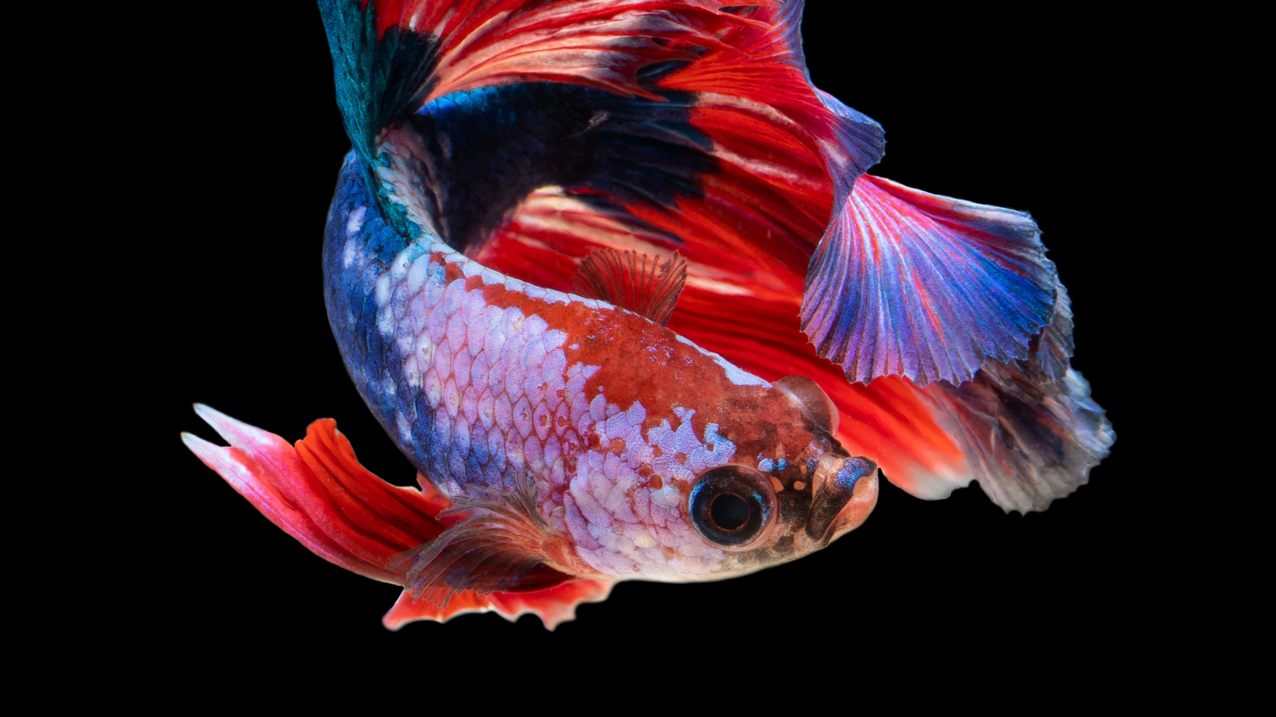 Blue and Red Fish Illustration. Wallpaper in 2560x1440 Resolution