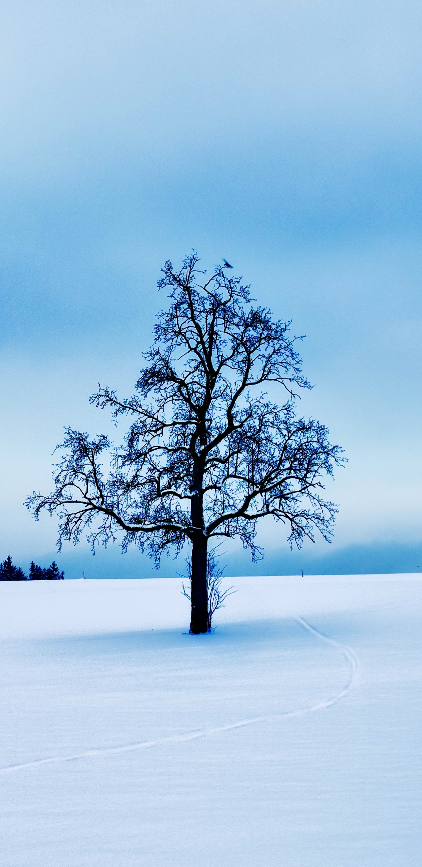 Galerie 1313, Kunst, Ausstellung, Künstler, Auf Galerie. Wallpaper in 1440x2960 Resolution