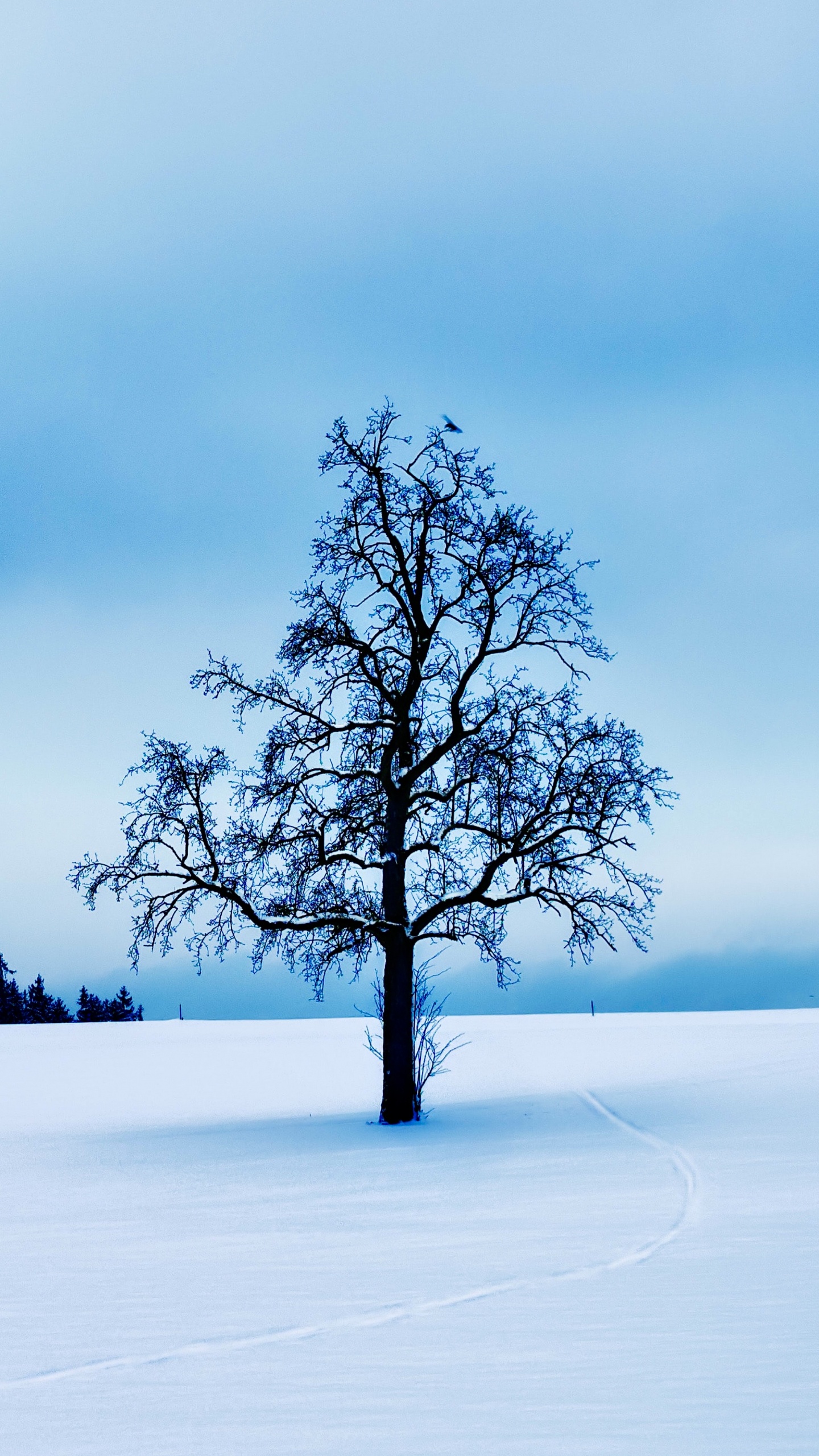 Gallery 1313, Art, Exhibition, Artist, Sur Gallery. Wallpaper in 1440x2560 Resolution