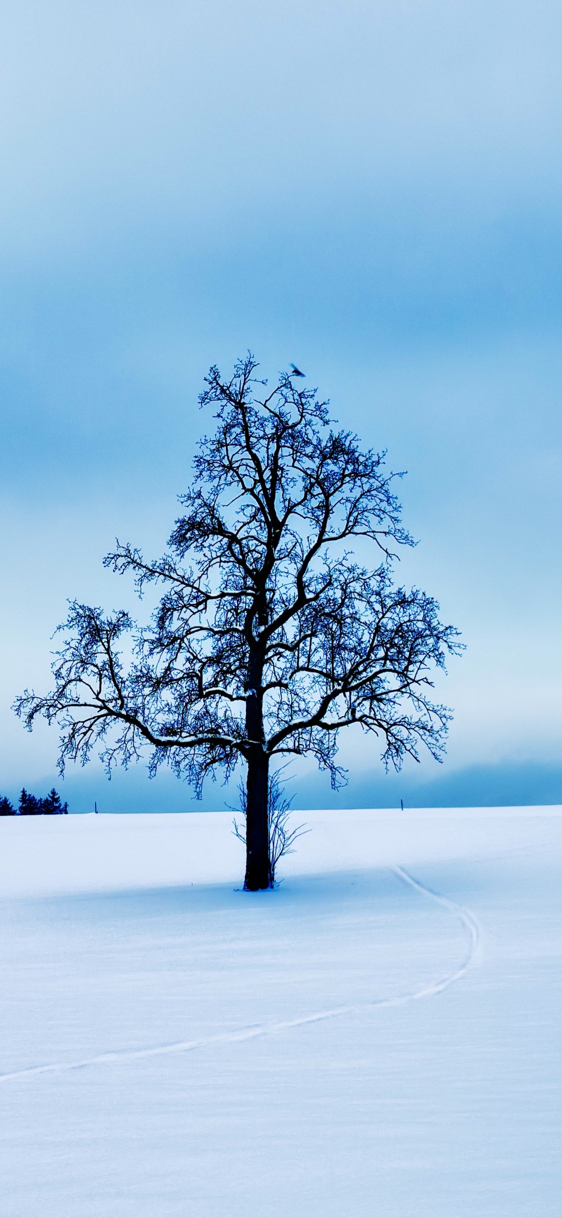 画廊 1313, 艺术, 展览, 艺术家, 自然景观 壁纸 1125x2436 允许