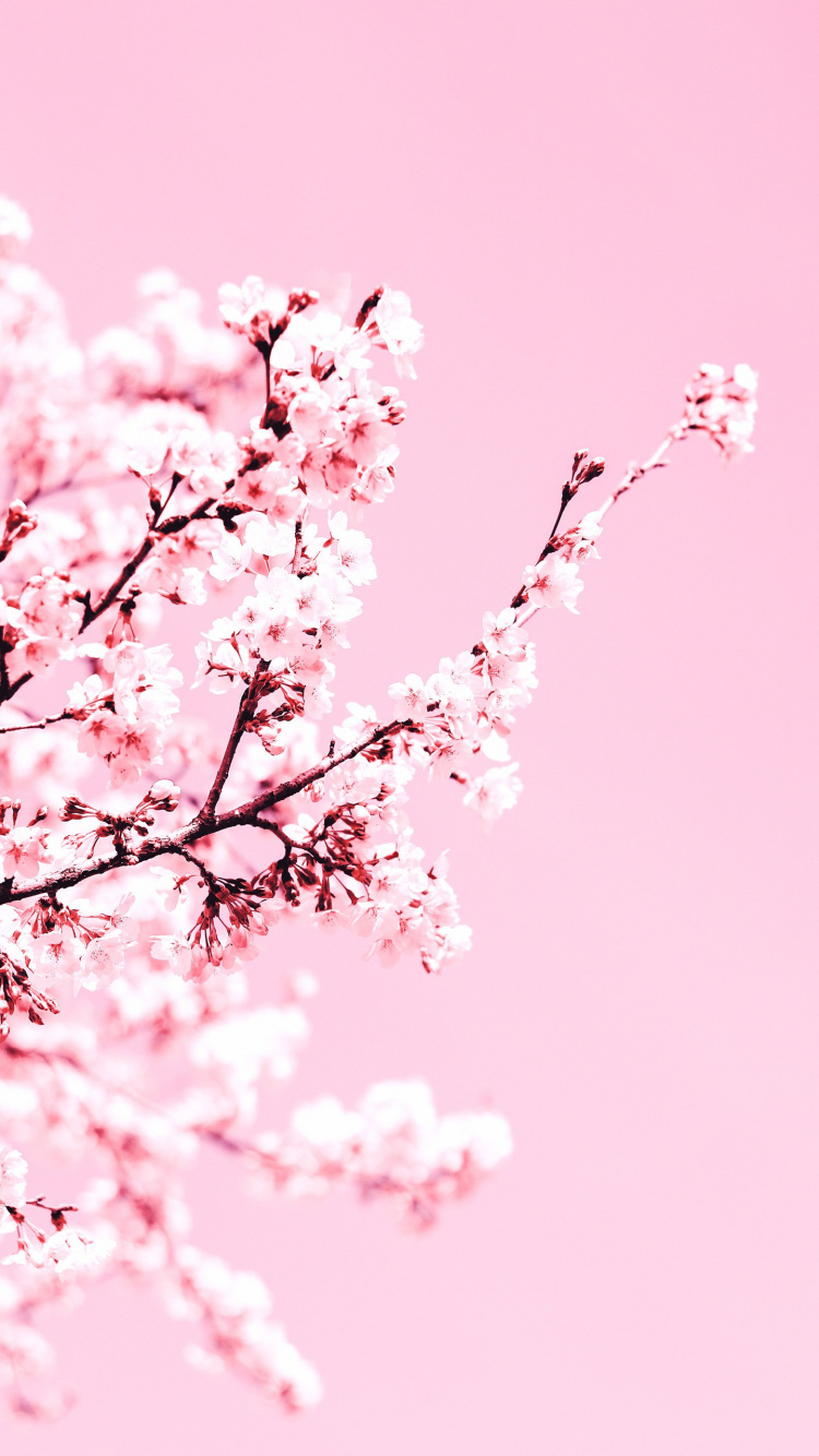 Cerisier, Pétale, Rameau, Pink, la Floraison de la Plante. Wallpaper in 750x1334 Resolution