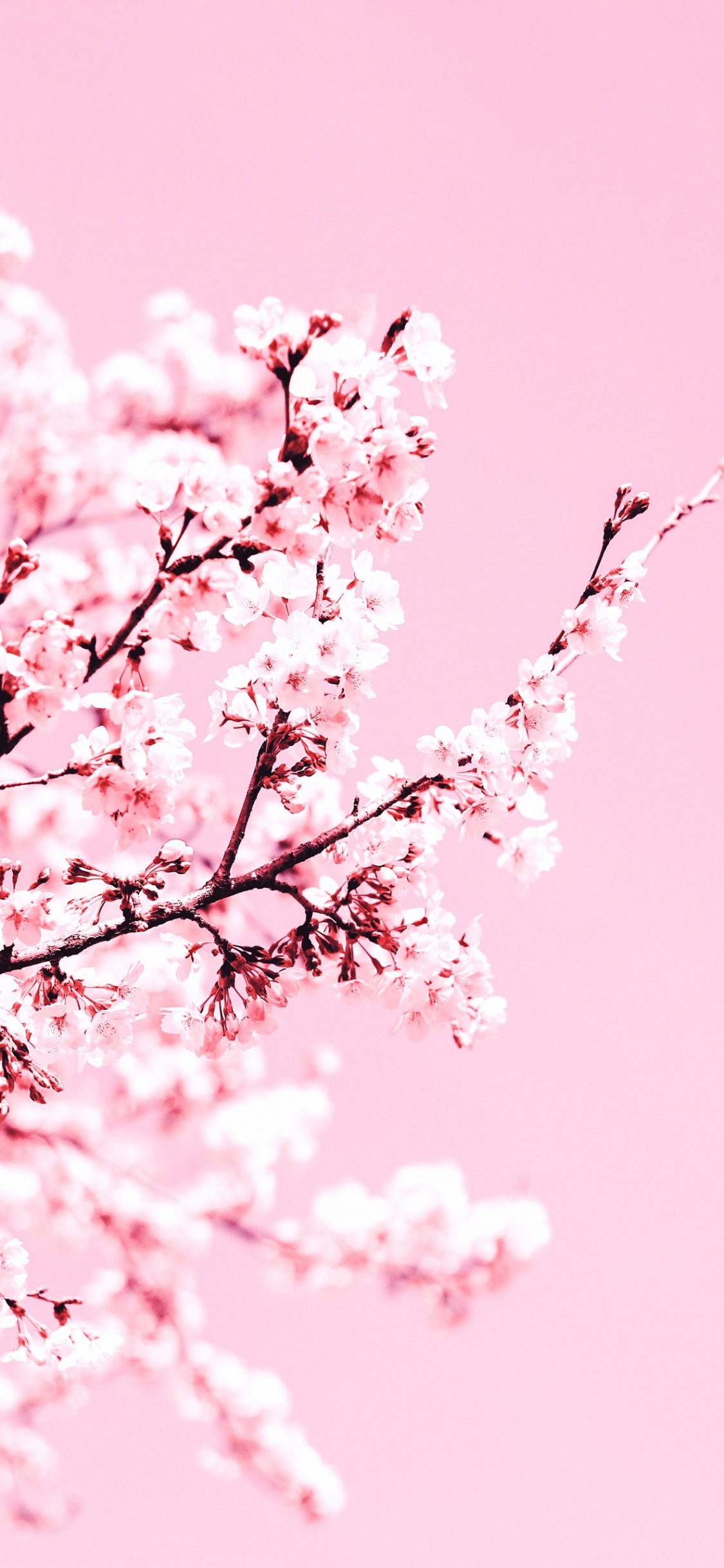 Cherry Blossom, Blossom, Flower, Petal, Tree. Wallpaper in 1125x2436 Resolution