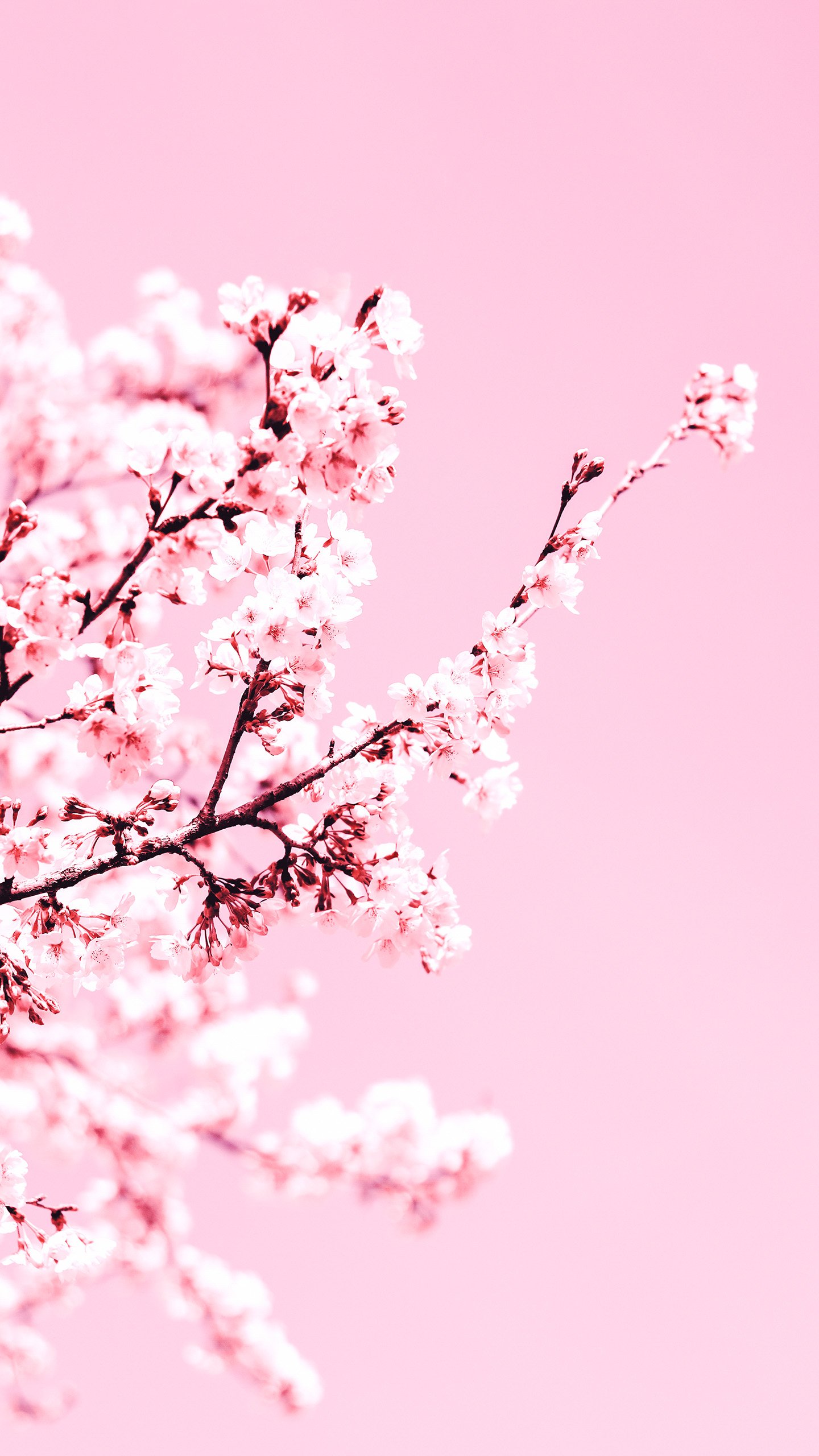 Wallpaper Cherry Blossom Blossom Flower Petal Tree Background   Download Free Image