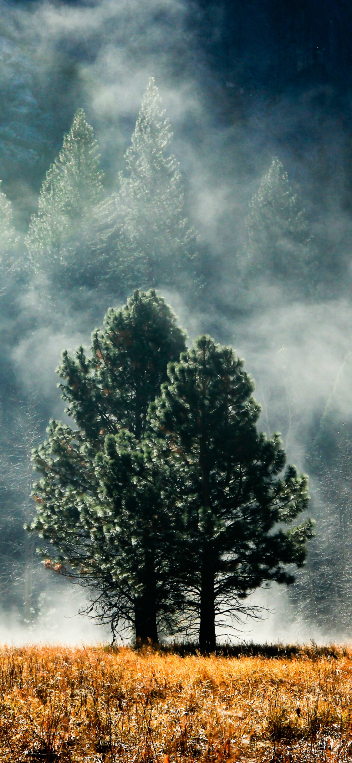 Arbres Verts Sur Terrain D'herbe Brune Sous Des Nuages Gris. Wallpaper in 1125x2436 Resolution