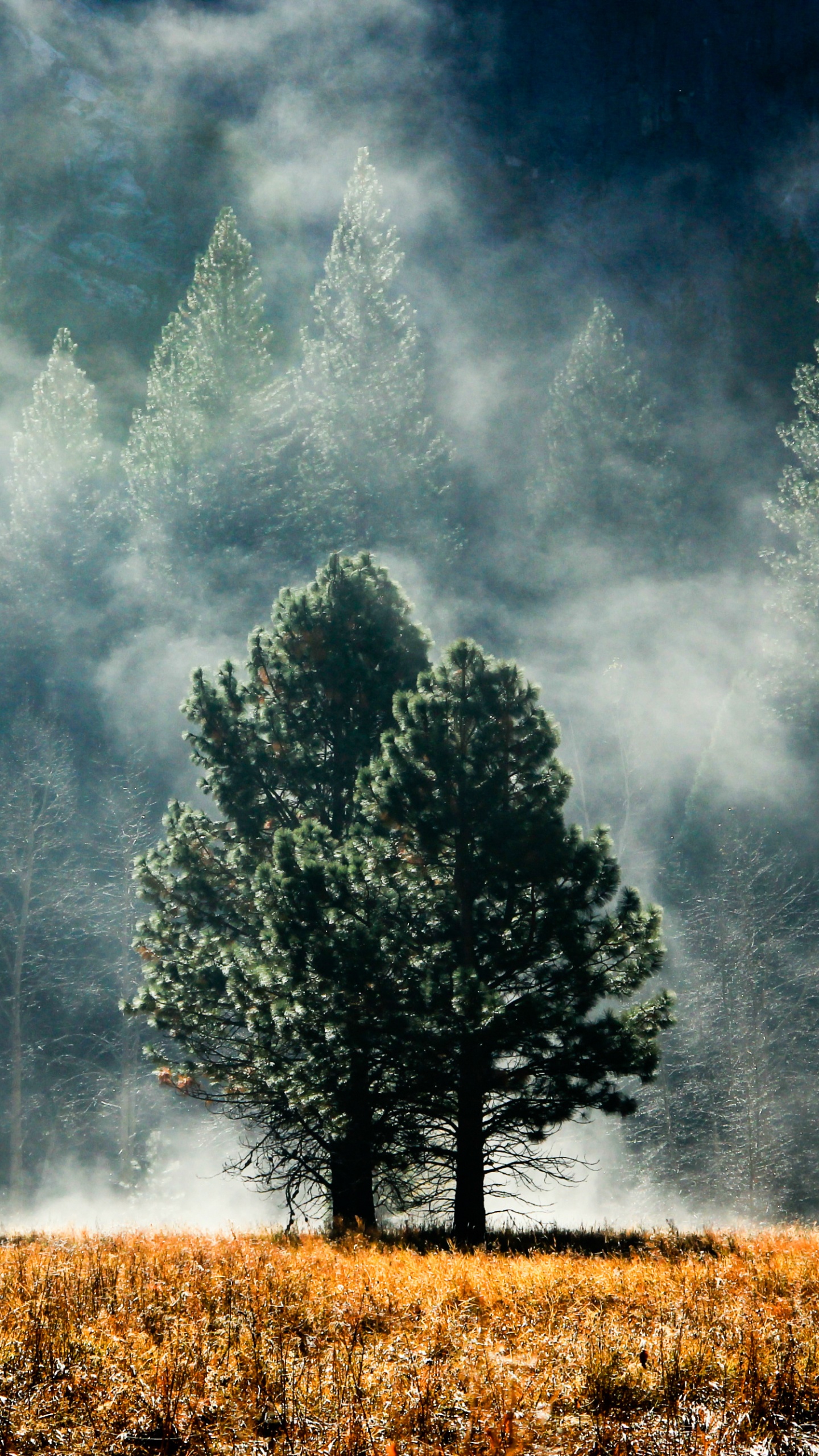 Arbres Verts Sur Terrain D'herbe Brune Sous Des Nuages Gris. Wallpaper in 1440x2560 Resolution