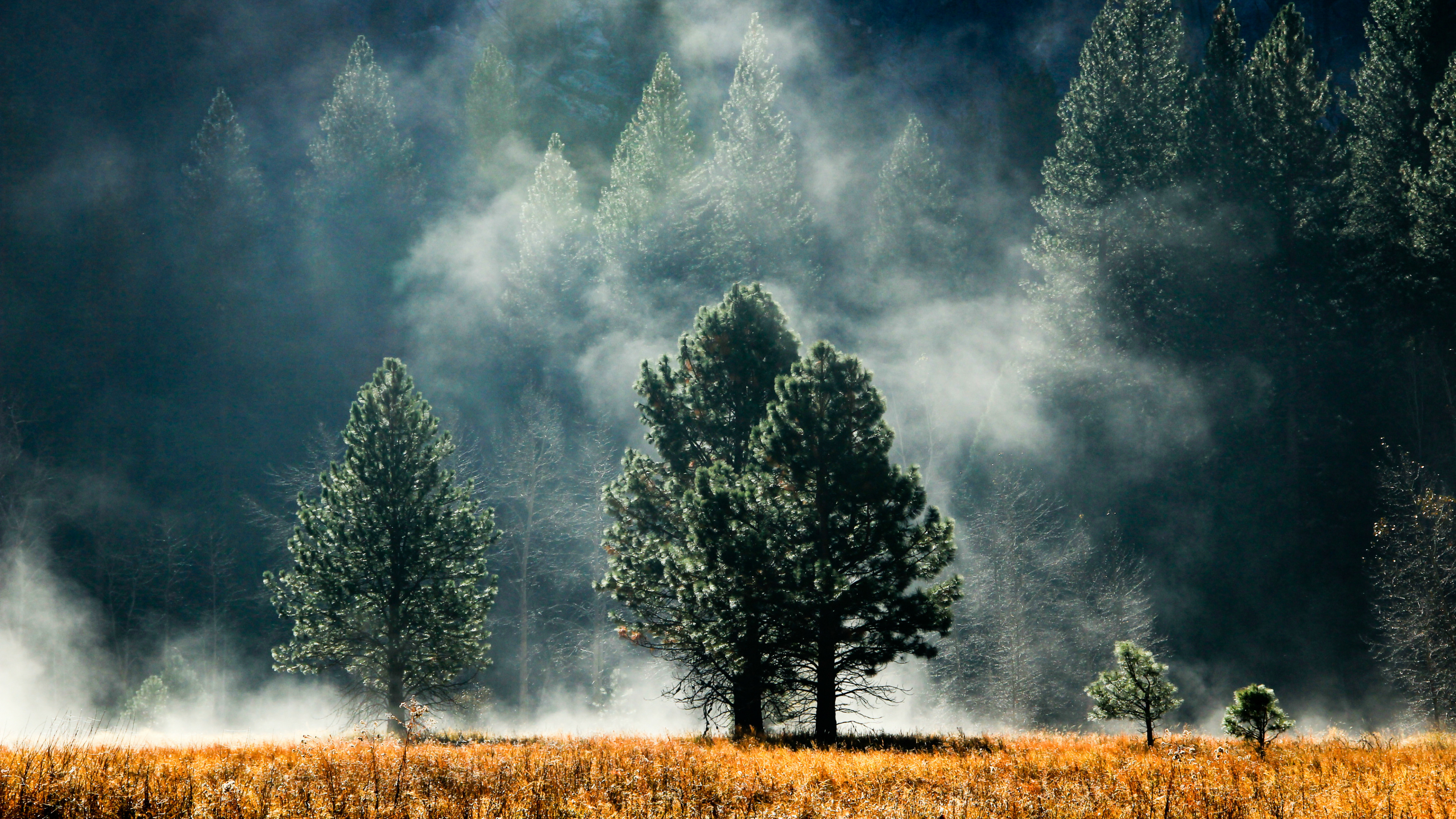 Arbres Verts Sur Terrain D'herbe Brune Sous Des Nuages Gris. Wallpaper in 3840x2160 Resolution