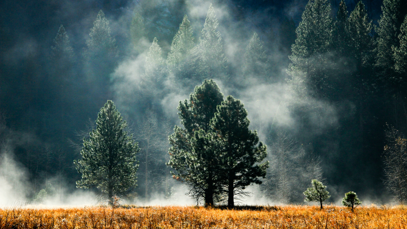 Green Trees on Brown Grass Field Under Gray Clouds. Wallpaper in 1366x768 Resolution