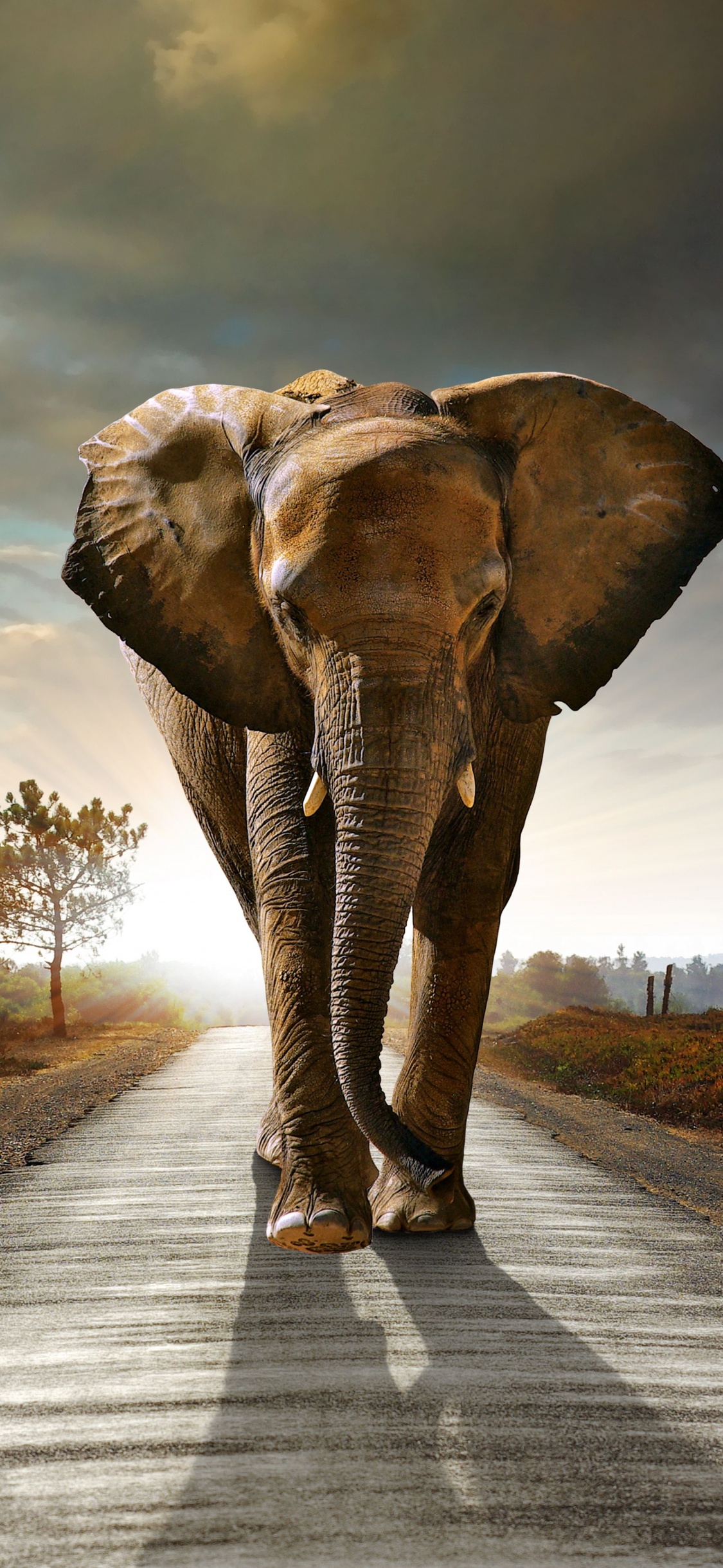 Éléphant Marchant Sur la Route Pendant la Journée. Wallpaper in 1125x2436 Resolution