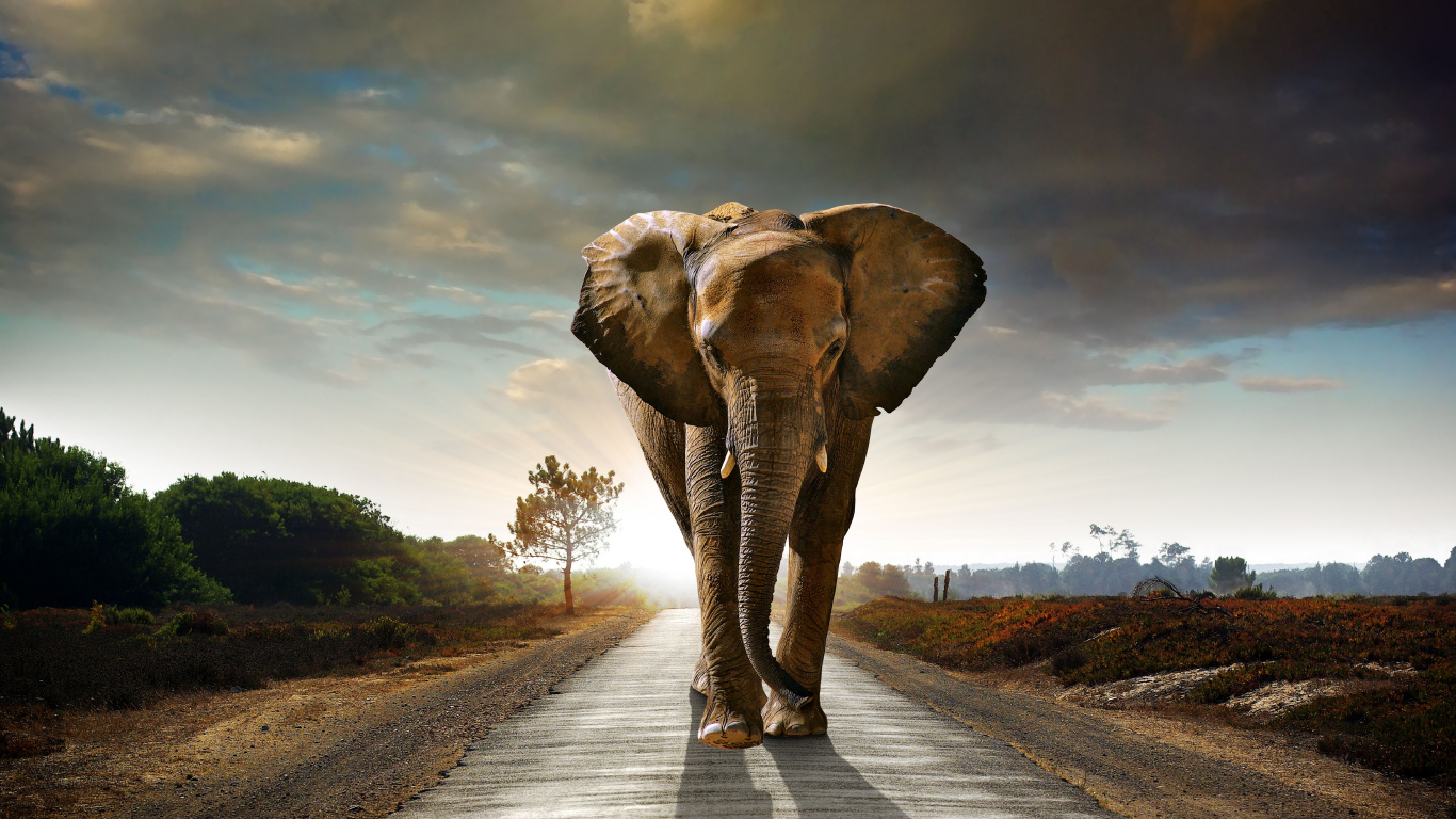 Éléphant Marchant Sur la Route Pendant la Journée. Wallpaper in 1366x768 Resolution