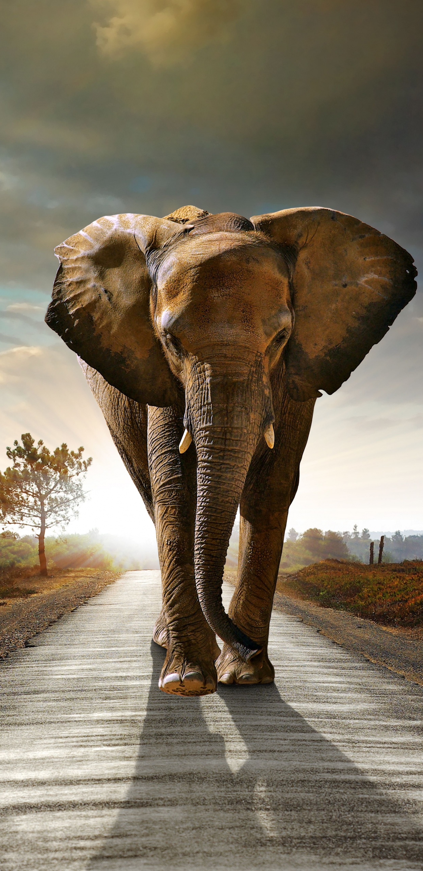 Éléphant Marchant Sur la Route Pendant la Journée. Wallpaper in 1440x2960 Resolution