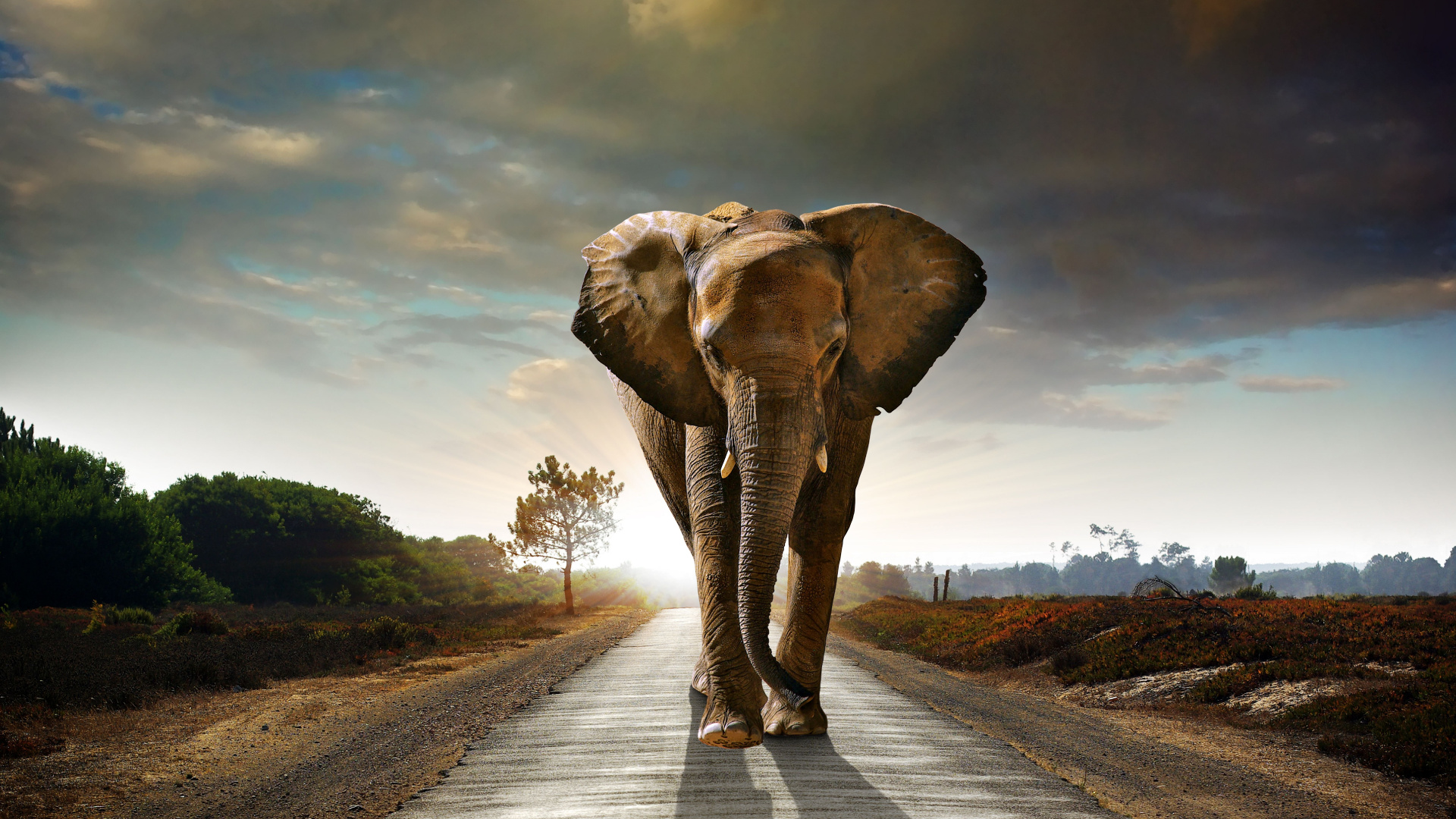 Elephant Walking on The Road During Daytime. Wallpaper in 1920x1080 Resolution
