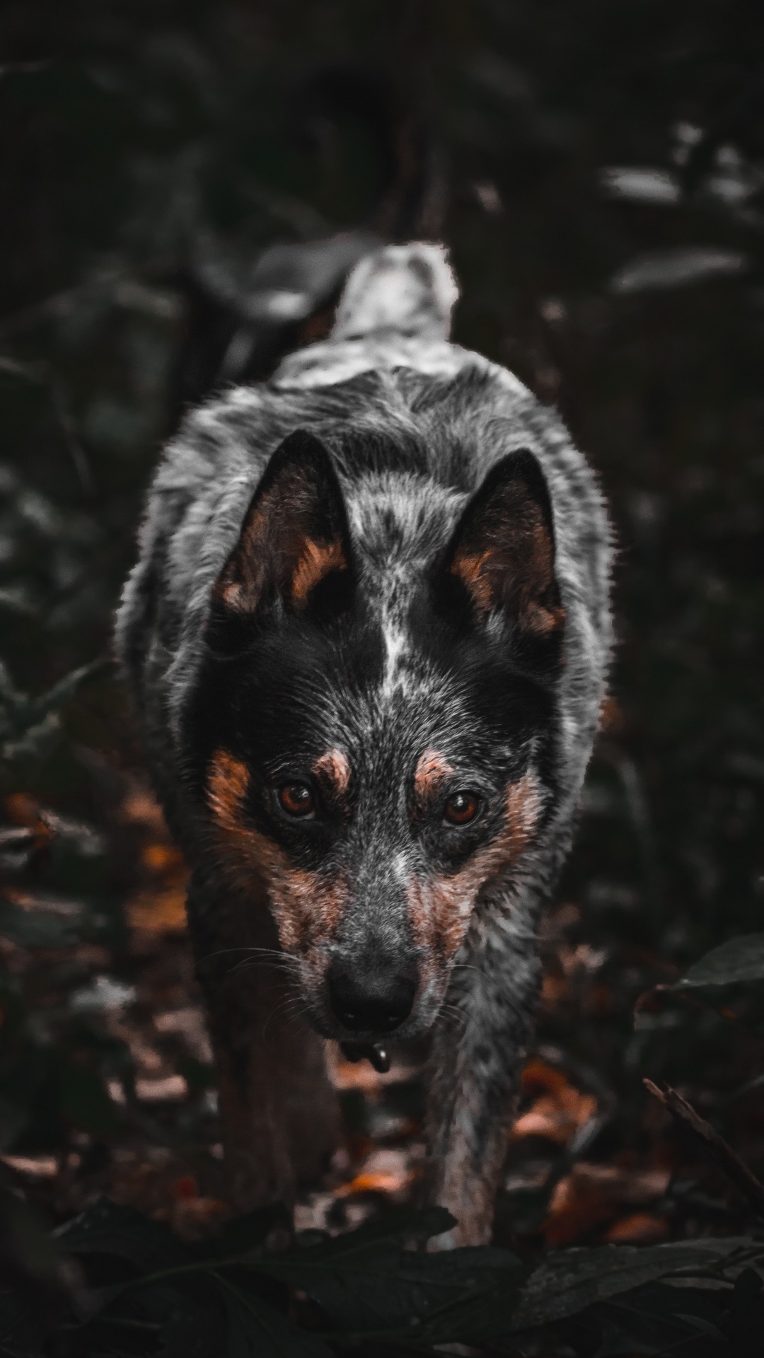 Black and White Short Coated Dog. Wallpaper in 1080x1920 Resolution