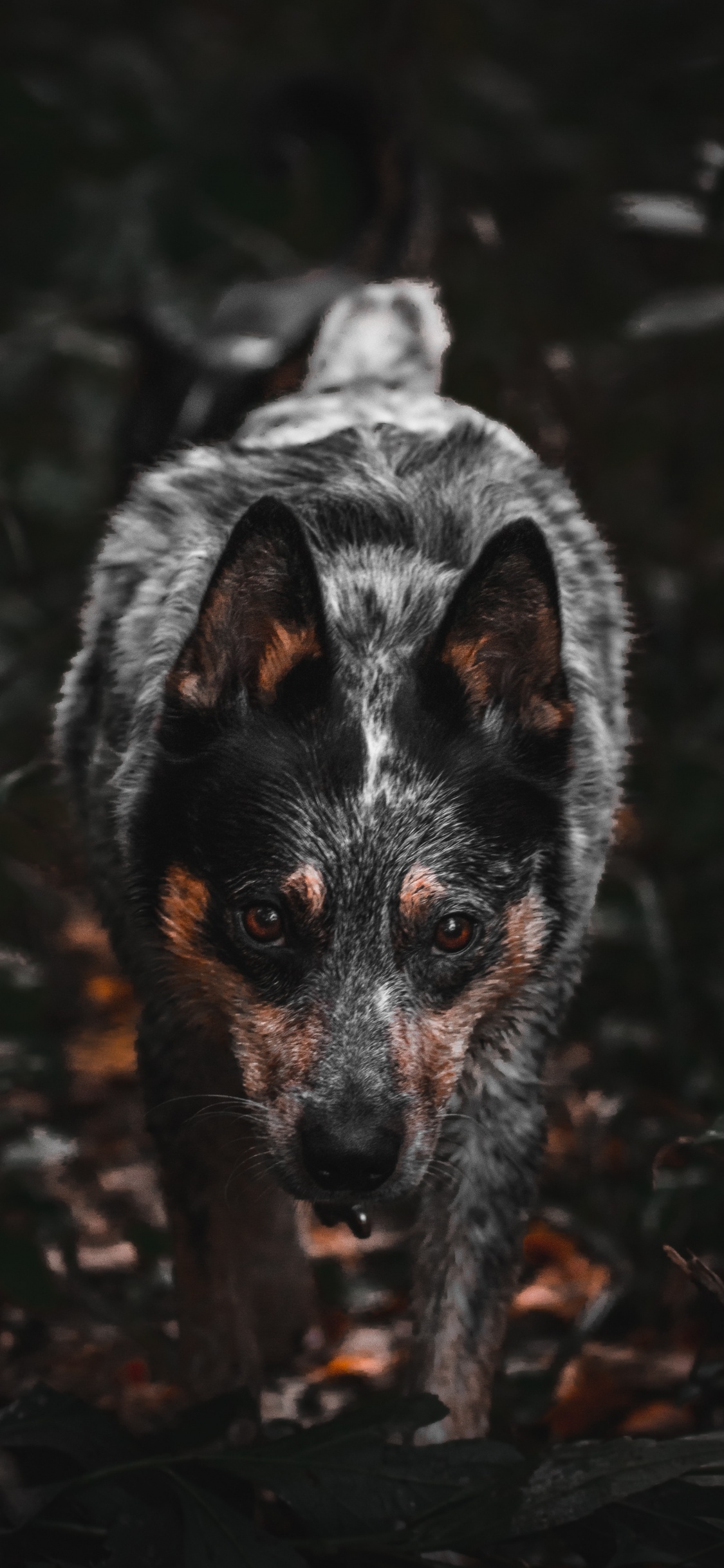 Black and White Short Coated Dog. Wallpaper in 1125x2436 Resolution