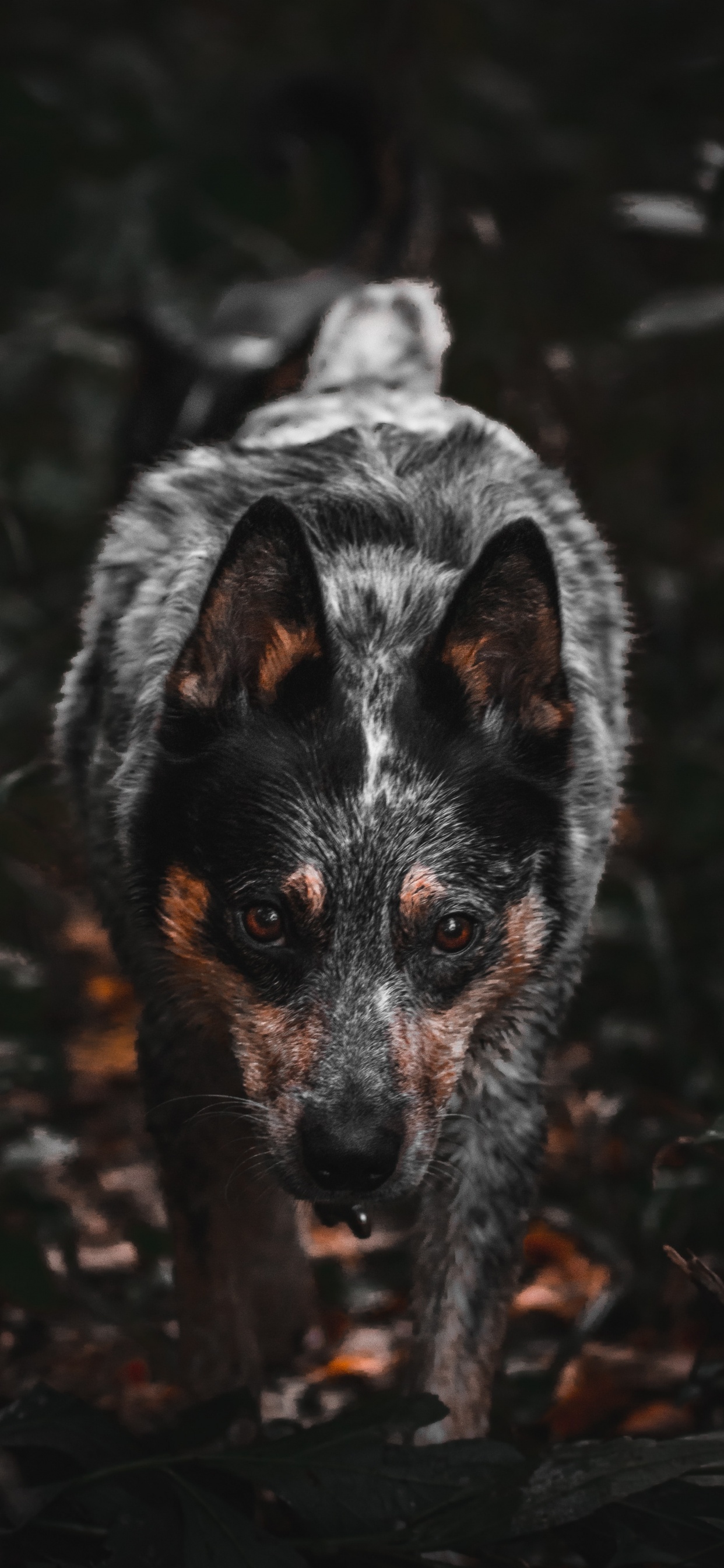 Black and White Short Coated Dog. Wallpaper in 1242x2688 Resolution