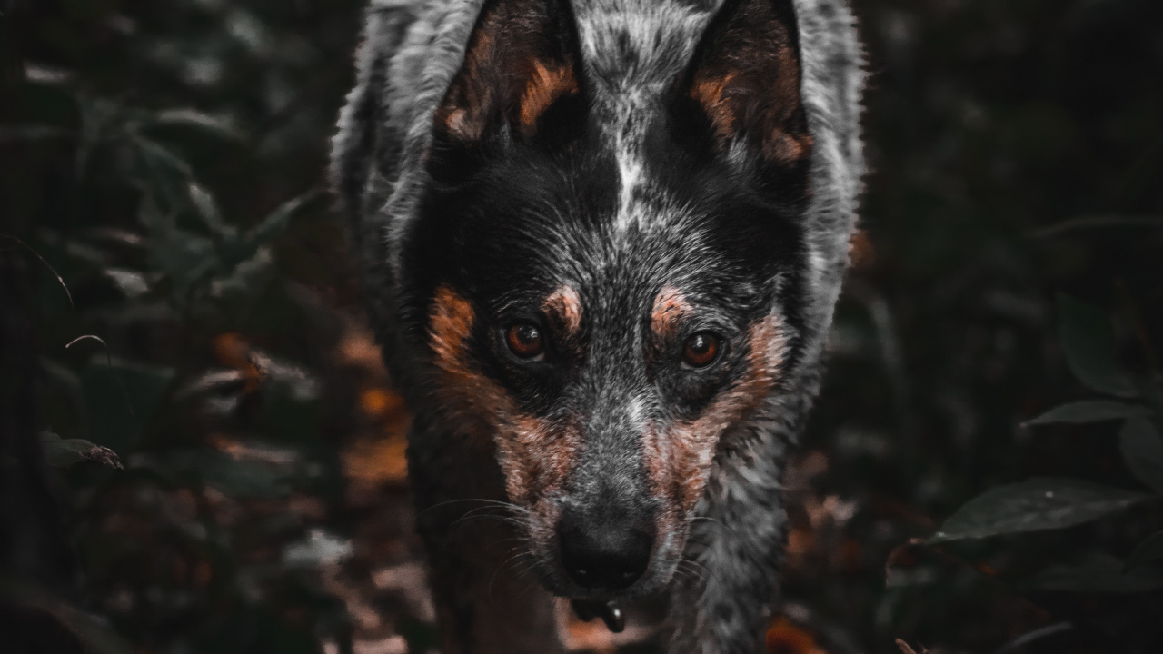 Black and White Short Coated Dog. Wallpaper in 1280x720 Resolution