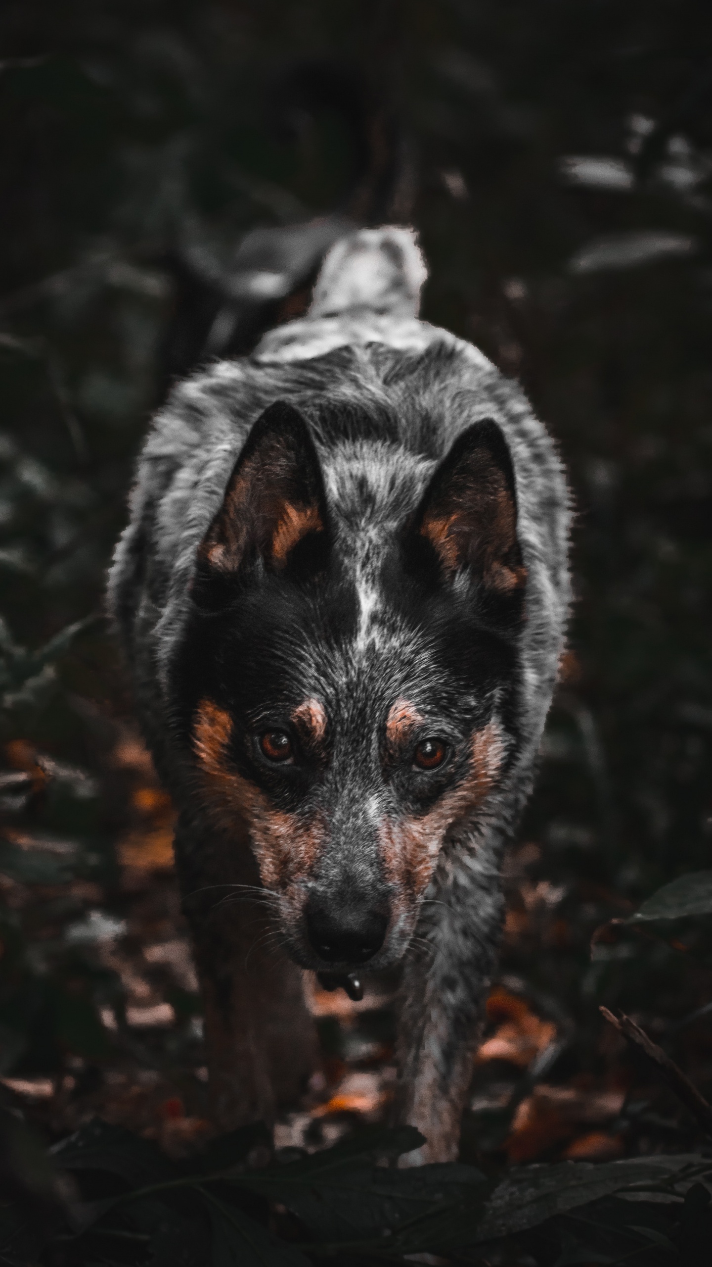 Black and White Short Coated Dog. Wallpaper in 1440x2560 Resolution