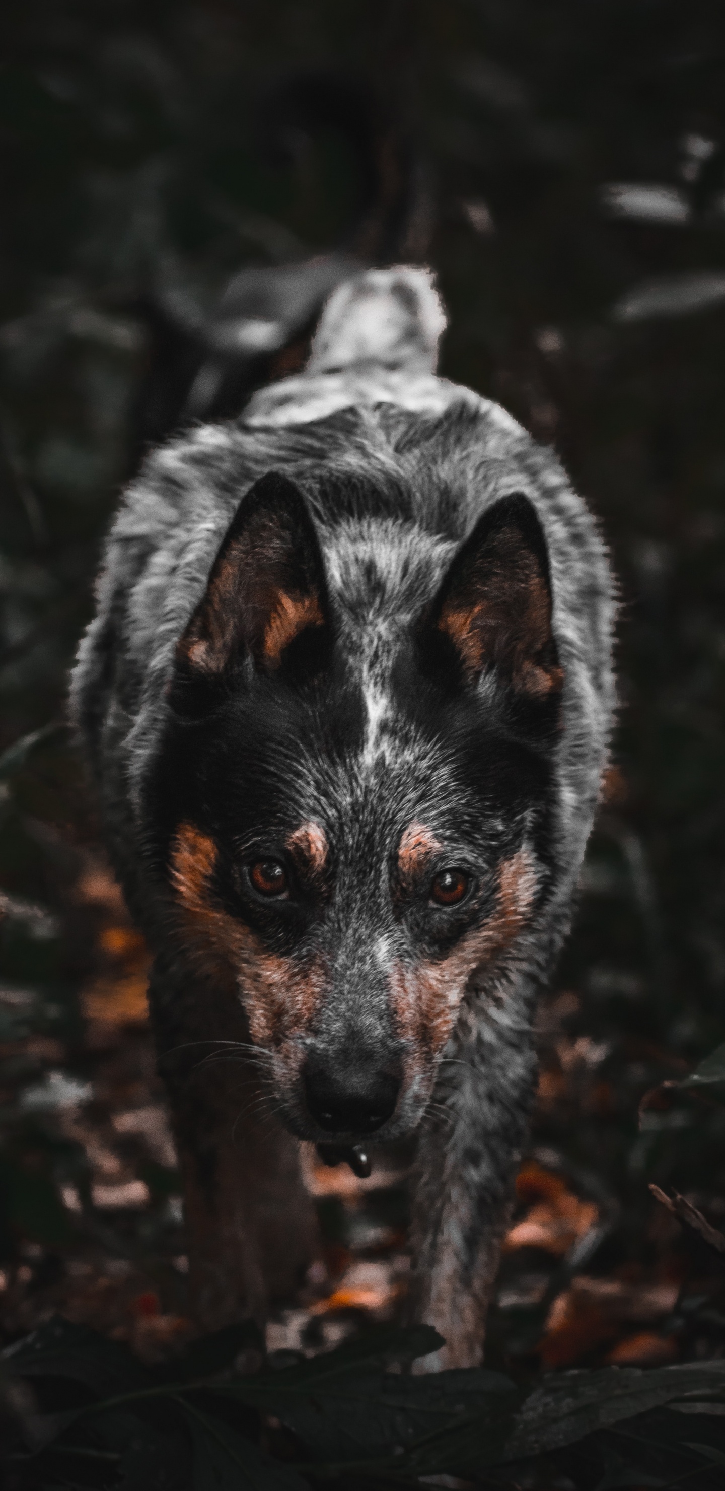 Black and White Short Coated Dog. Wallpaper in 1440x2960 Resolution