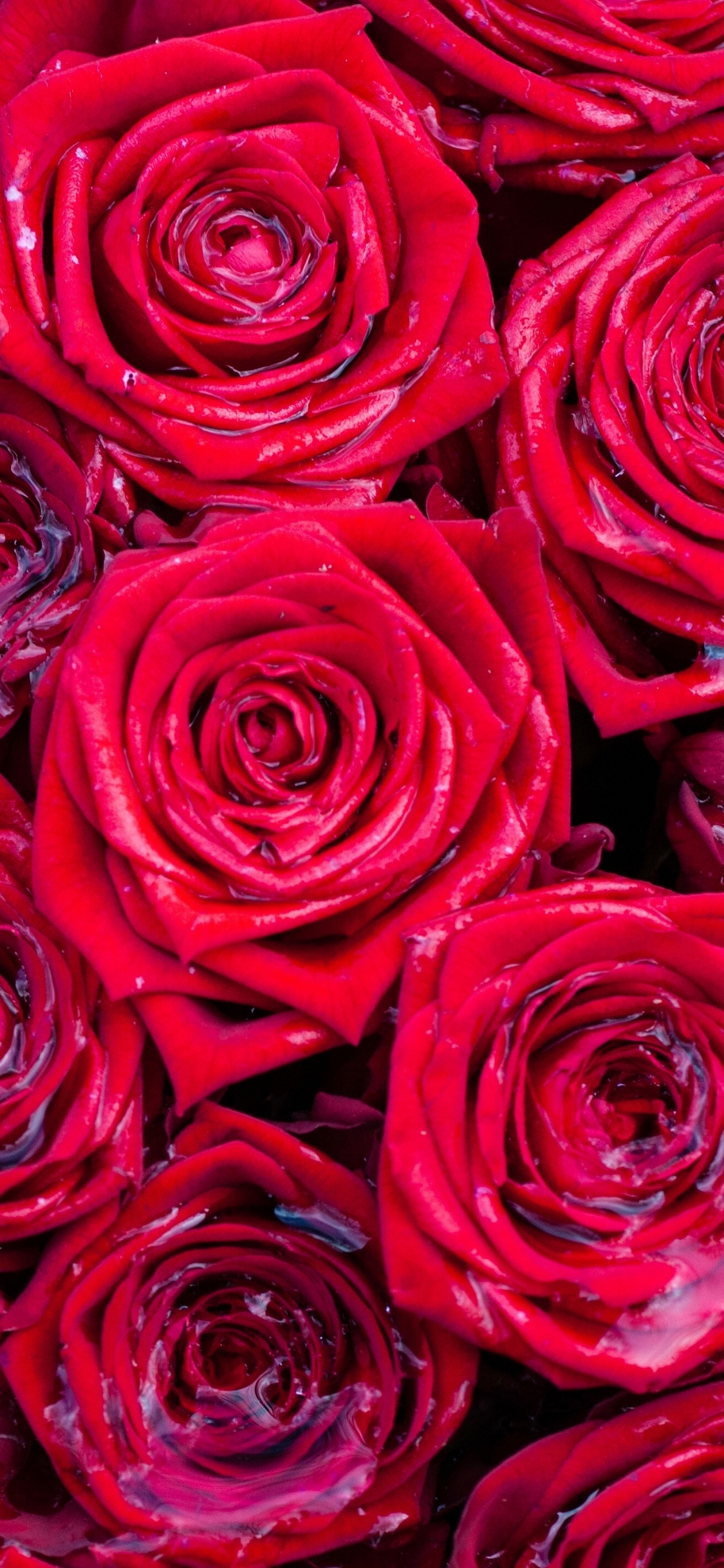 玫瑰花园, 红色的, 粉红色, 多花, 玫瑰家庭 壁纸 1125x2436 允许