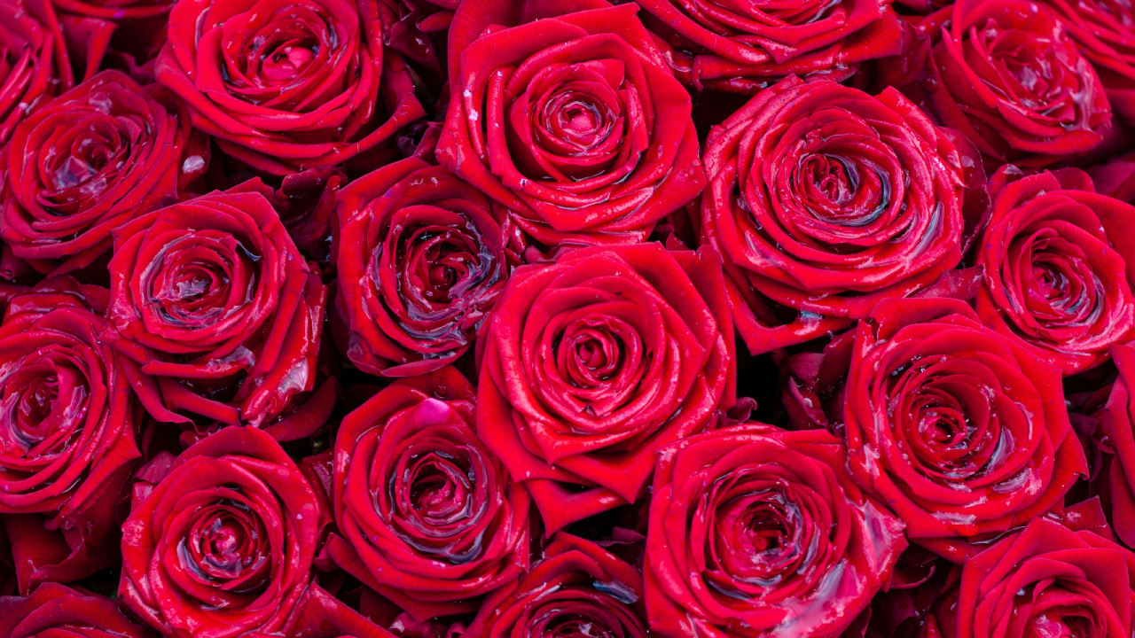 玫瑰花园, 红色的, 粉红色, 多花, 玫瑰家庭 壁纸 1280x720 允许