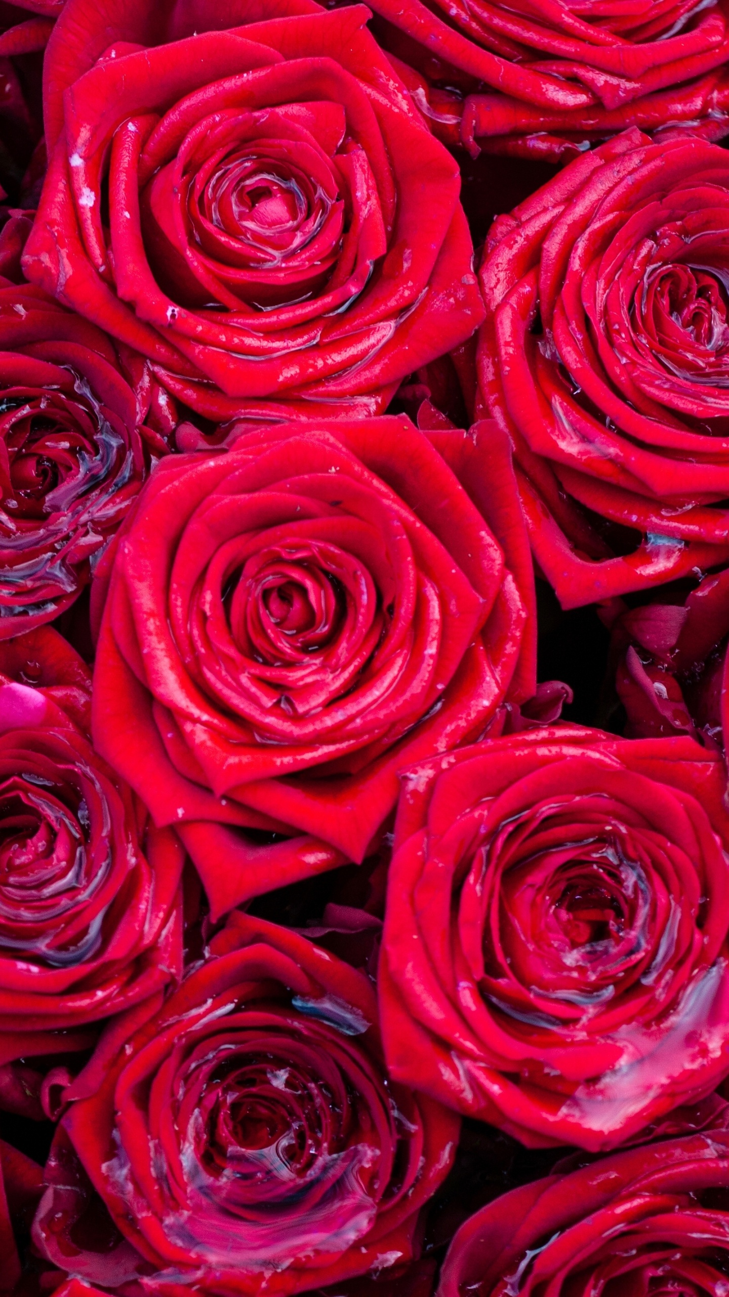 玫瑰花园, 红色的, 粉红色, 多花, 玫瑰家庭 壁纸 1440x2560 允许