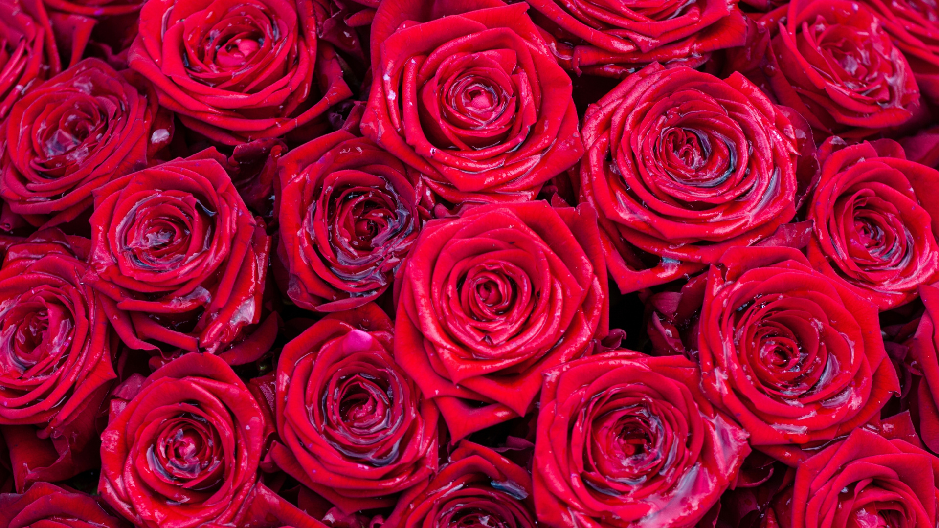 玫瑰花园, 红色的, 粉红色, 多花, 玫瑰家庭 壁纸 1920x1080 允许