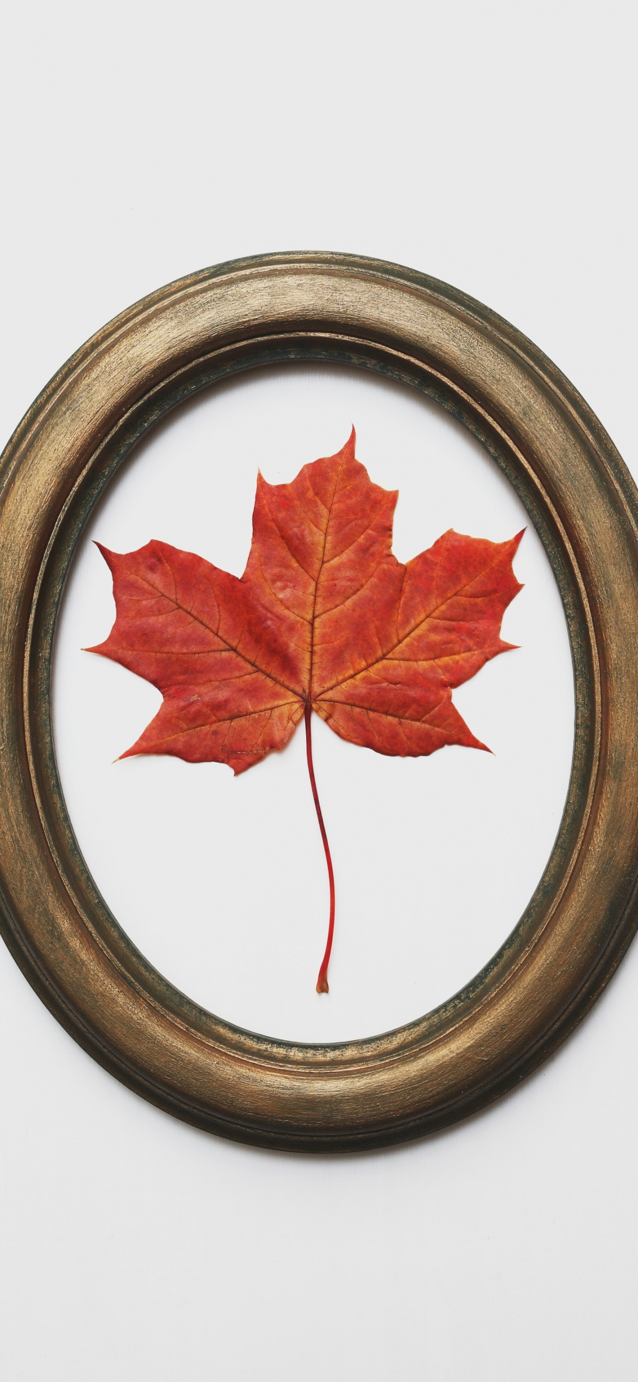 Rotes Ahornblatt Auf Brauner Runder Platte. Wallpaper in 1242x2688 Resolution