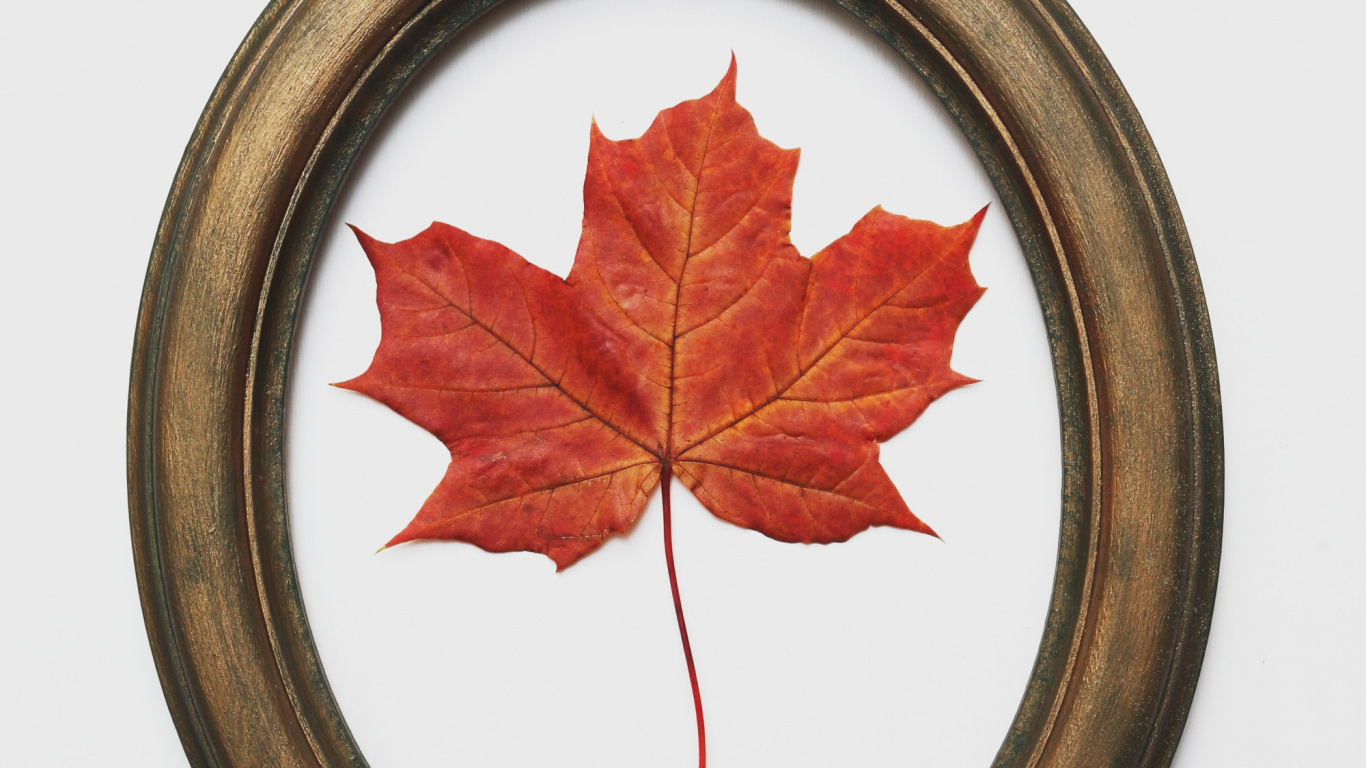 Feuille D'érable Rouge Sur Plaque Ronde Brune. Wallpaper in 1366x768 Resolution