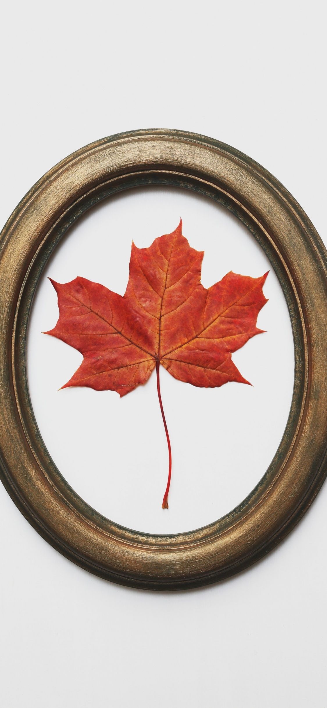 Red Maple Leaf on Brown Round Plate. Wallpaper in 1125x2436 Resolution