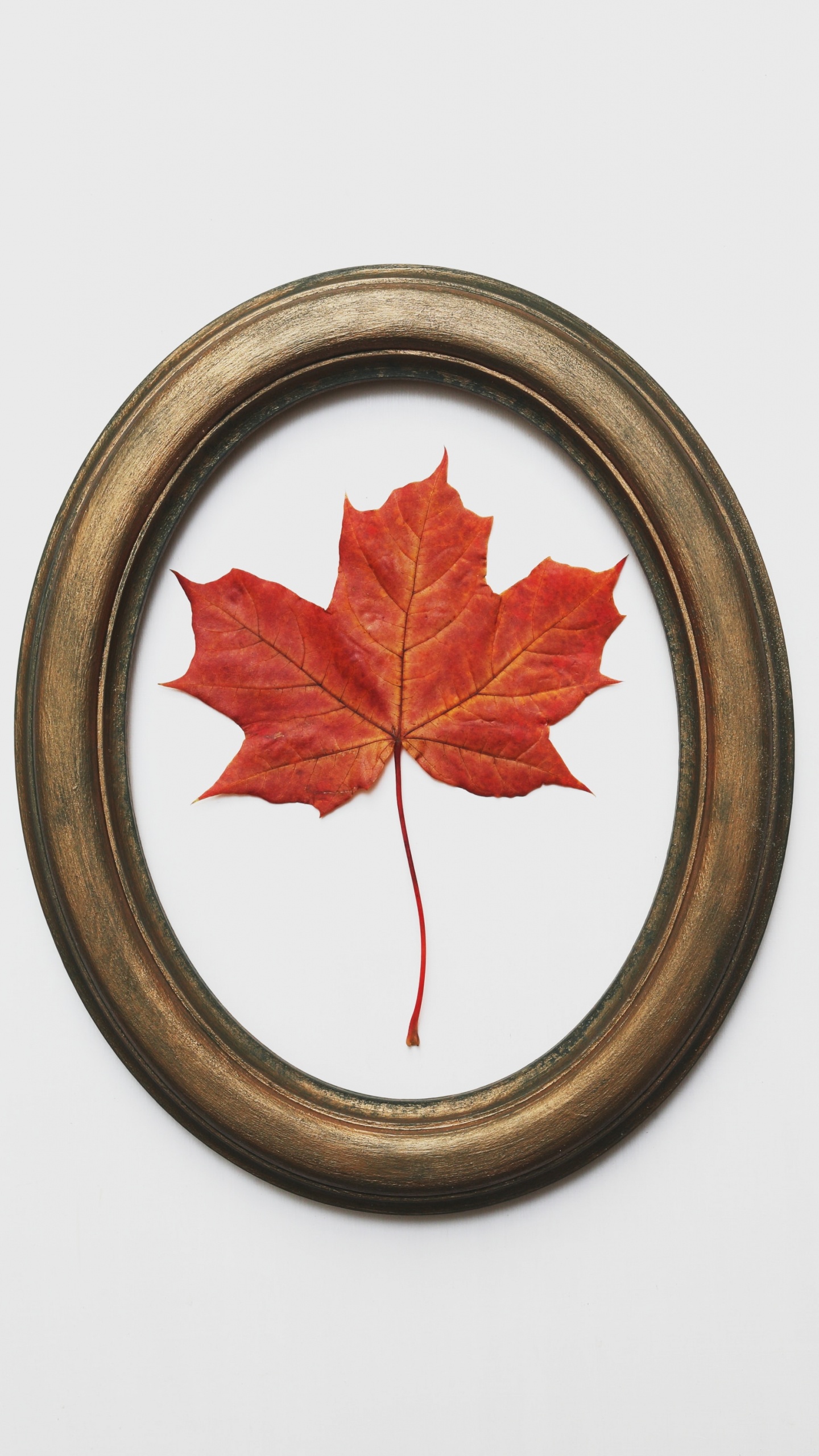 Red Maple Leaf on Brown Round Plate. Wallpaper in 1440x2560 Resolution