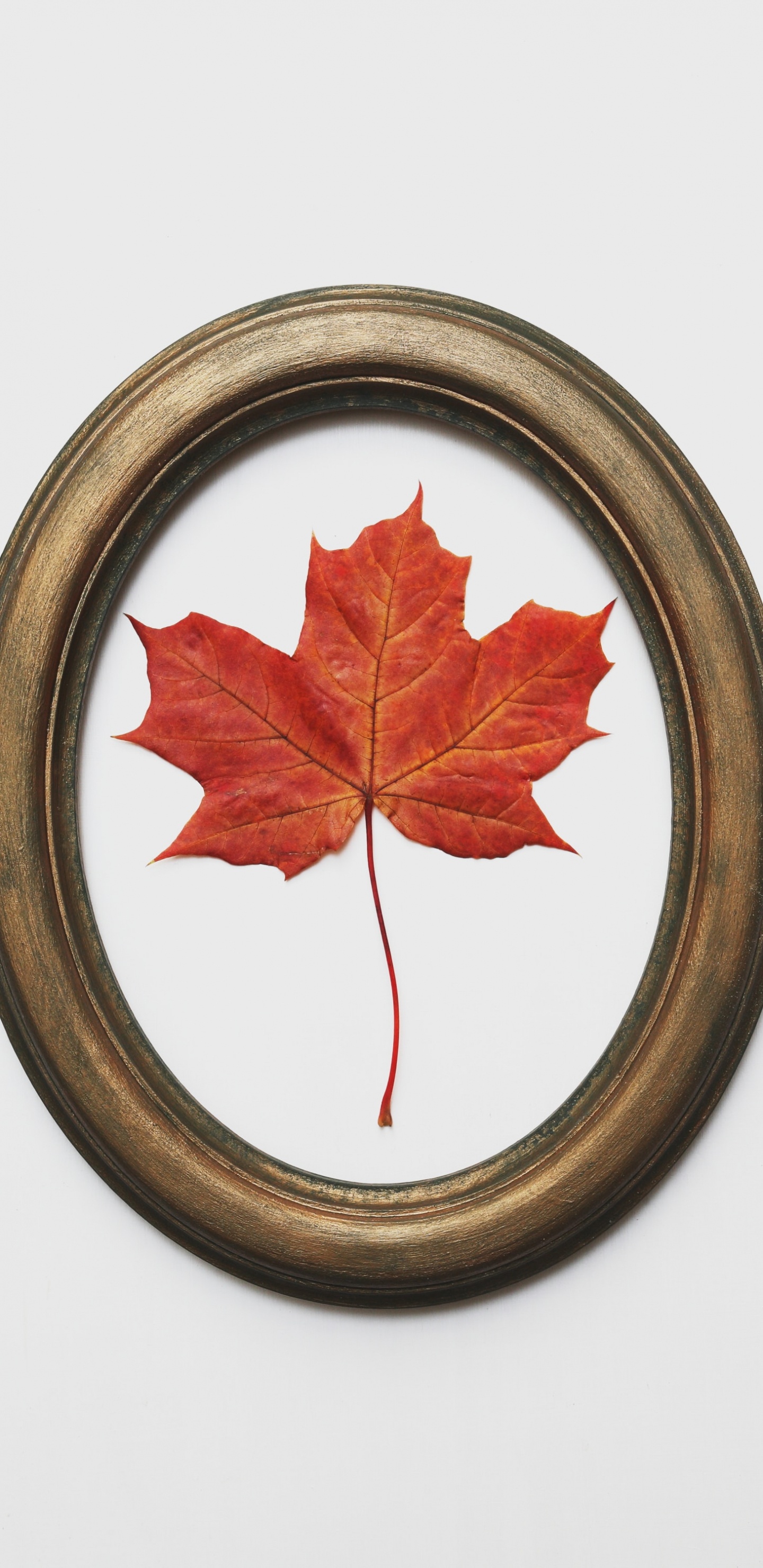 Red Maple Leaf on Brown Round Plate. Wallpaper in 1440x2960 Resolution
