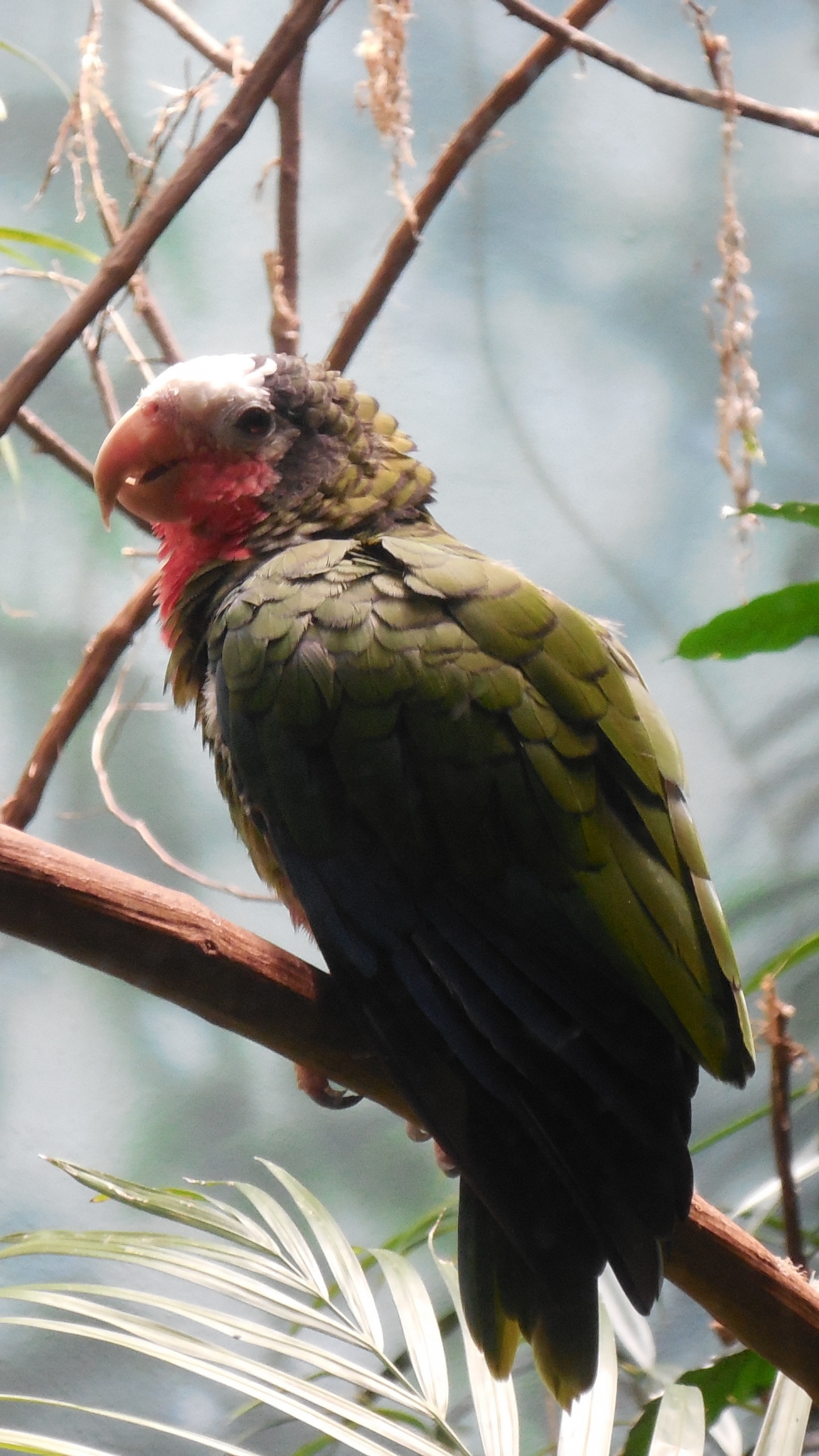Oiseau Vert et Rouge Sur Une Branche D'arbre Brun Pendant la Journée. Wallpaper in 1440x2560 Resolution