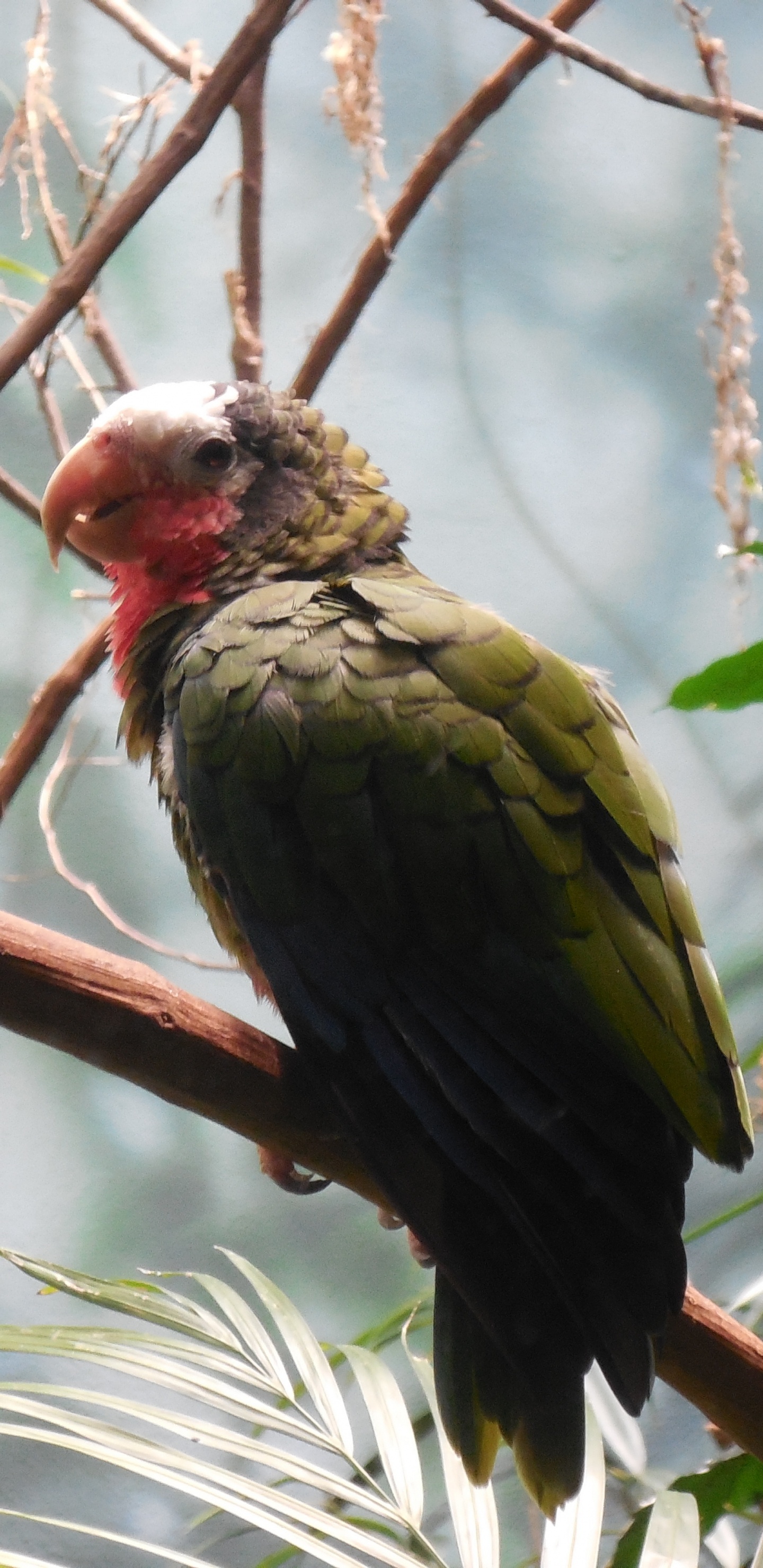Oiseau Vert et Rouge Sur Une Branche D'arbre Brun Pendant la Journée. Wallpaper in 1440x2960 Resolution