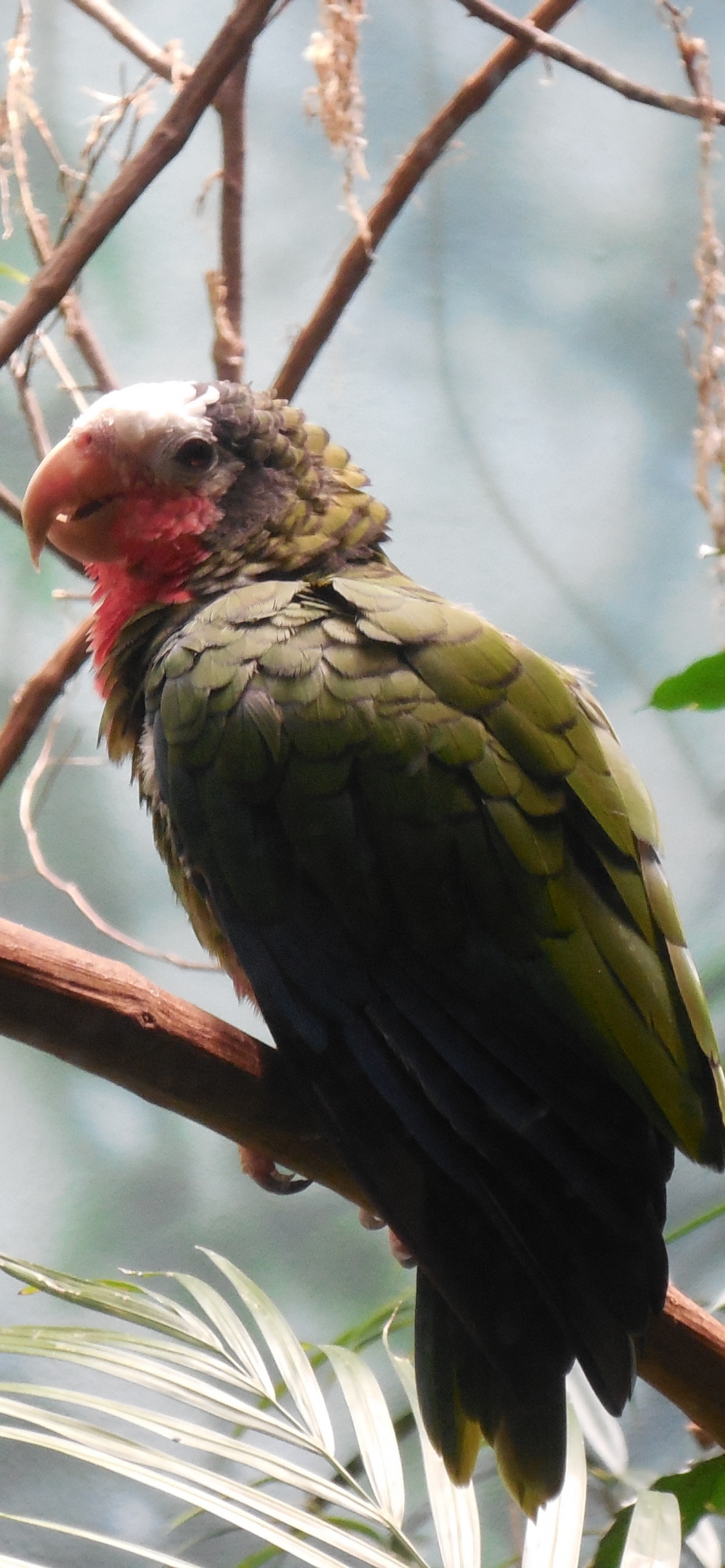 Pájaro Verde y Rojo en la Rama de un Árbol Marrón Durante el Día. Wallpaper in 1242x2688 Resolution