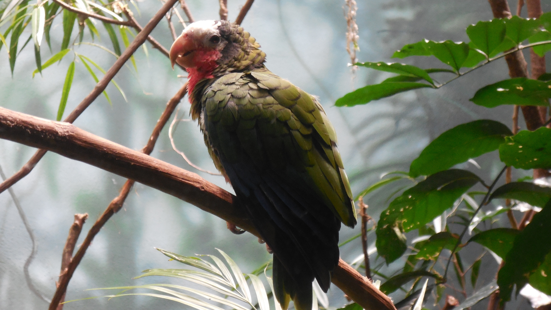 Pájaro Verde y Rojo en la Rama de un Árbol Marrón Durante el Día. Wallpaper in 1920x1080 Resolution