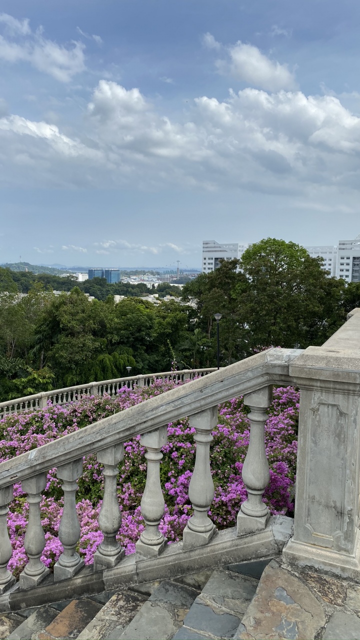 Purple, Magenta, Arbuste, Violette, Lavande. Wallpaper in 720x1280 Resolution